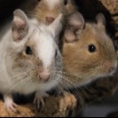 Charly, Caramel und Coco