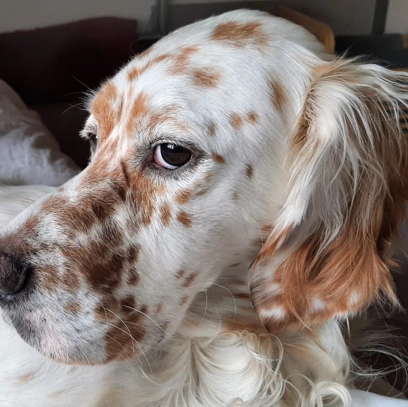 Archie