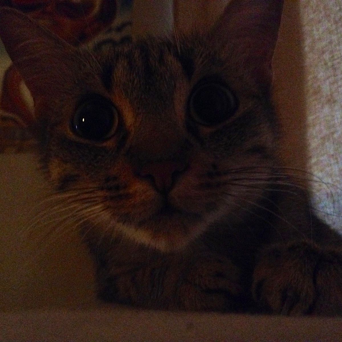 Apollo