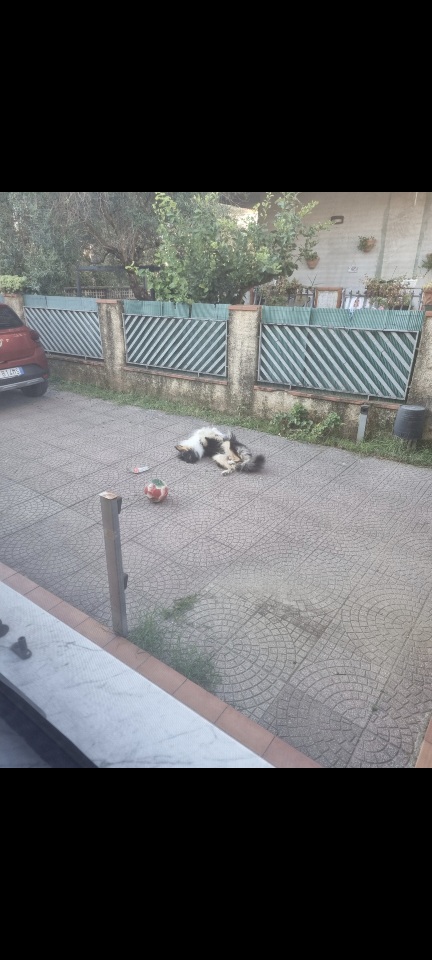 image-21