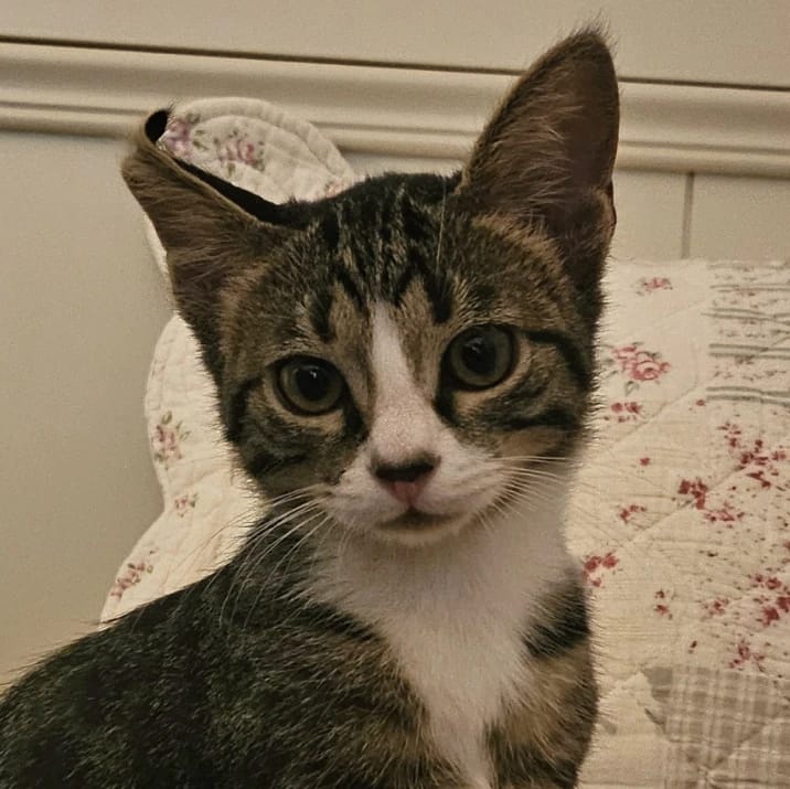 Milo