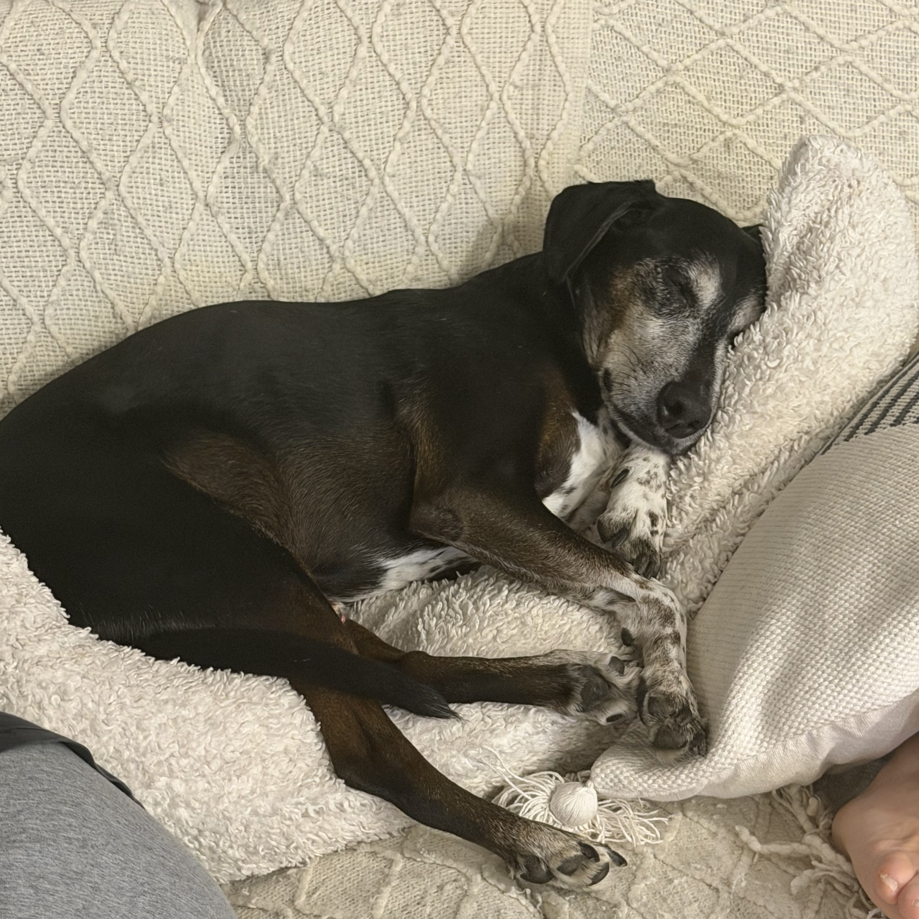 Chico
