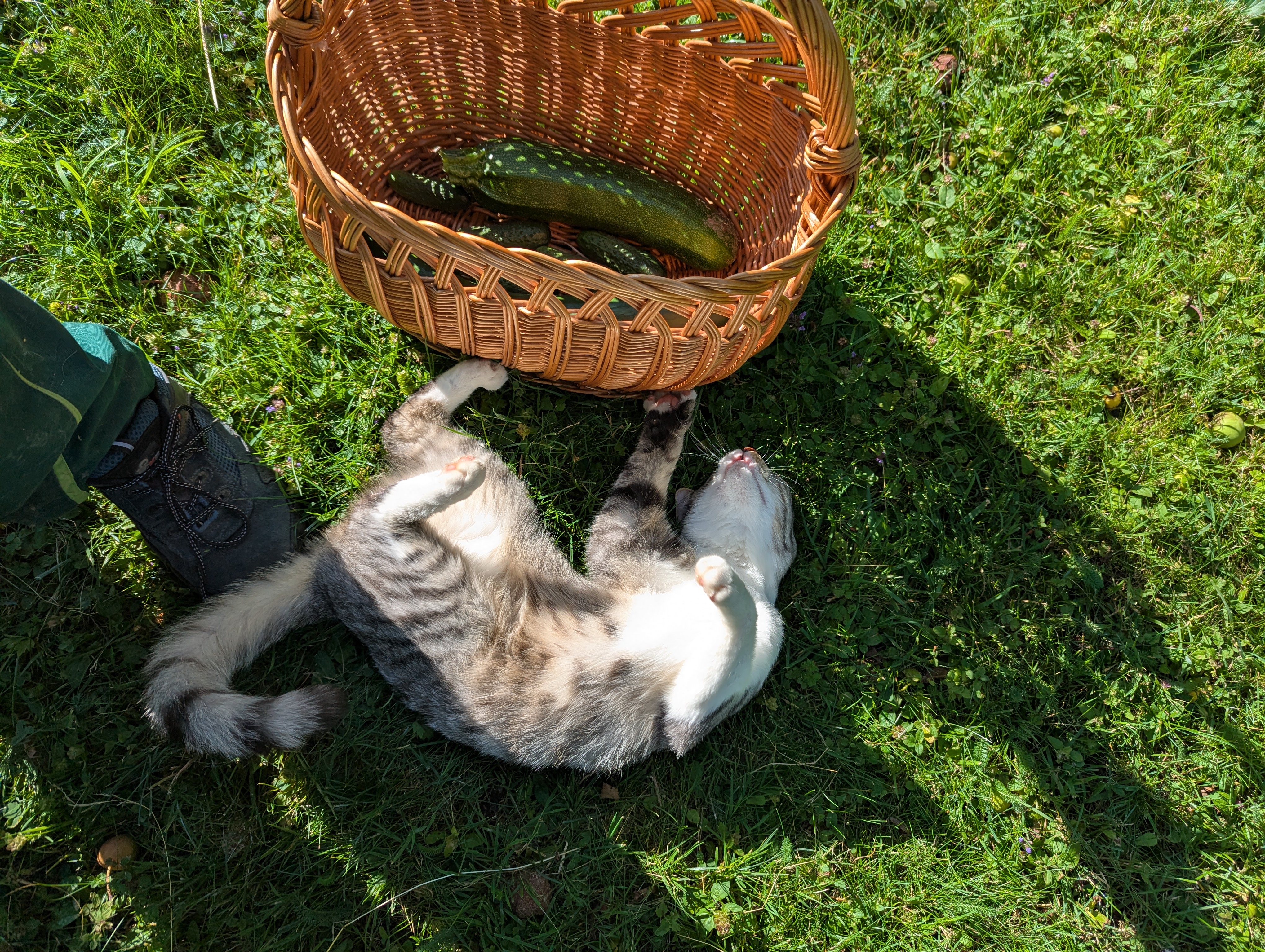 image-7