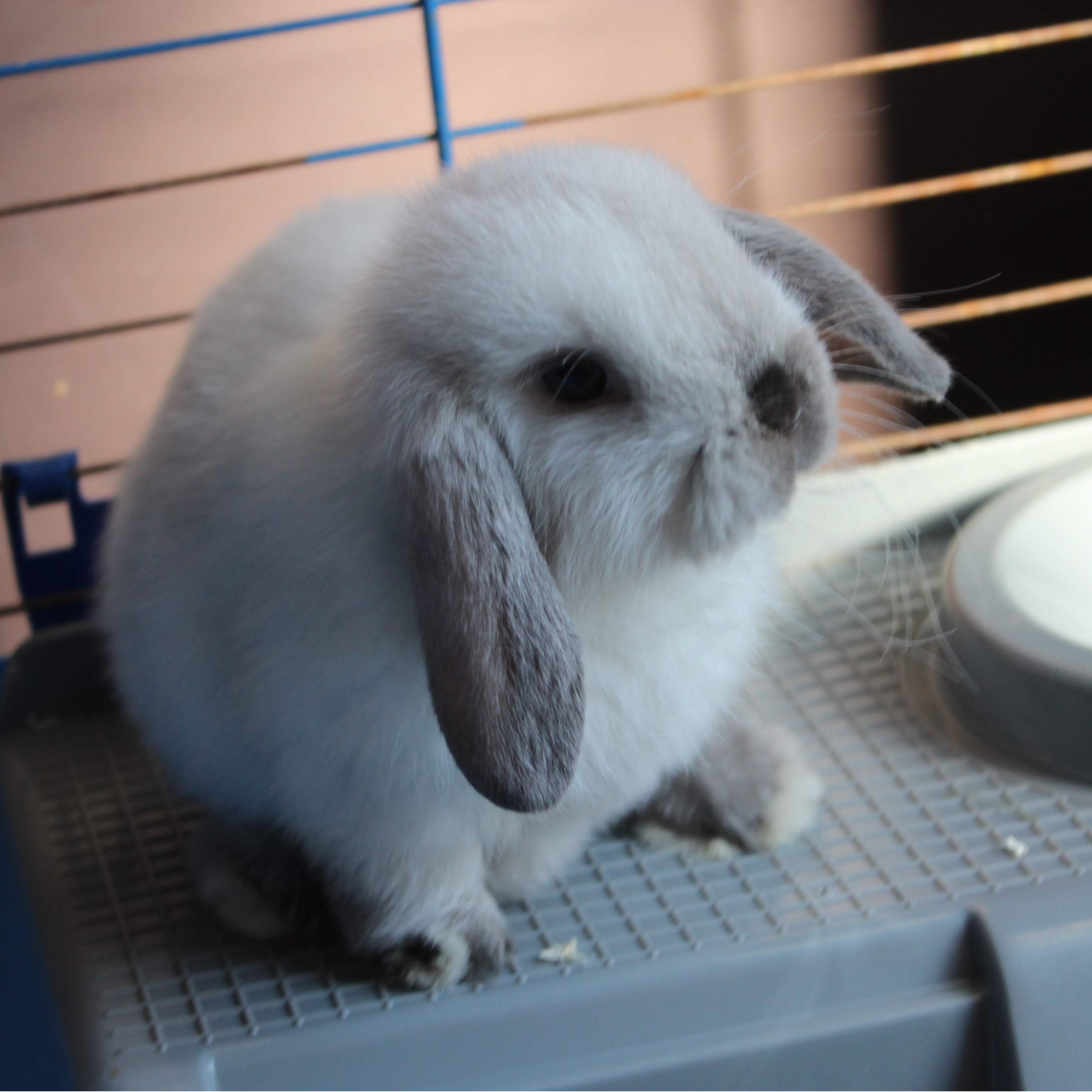 Tsuki