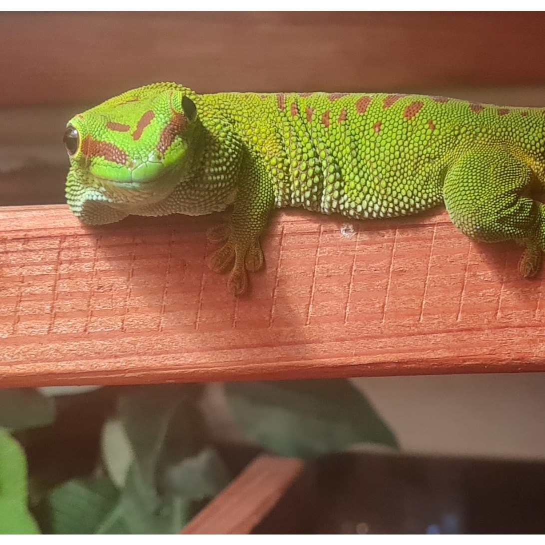 Pogona