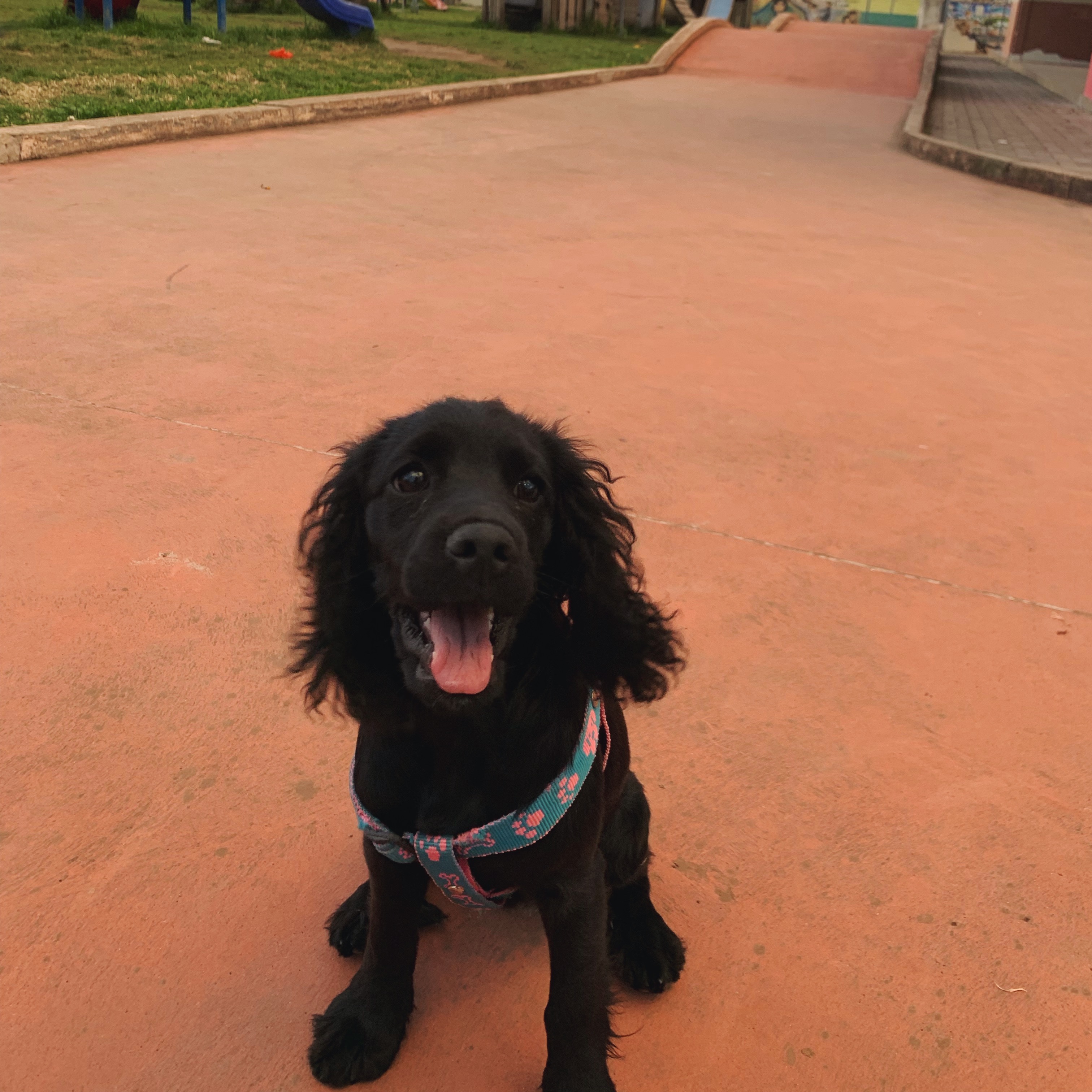 Noa