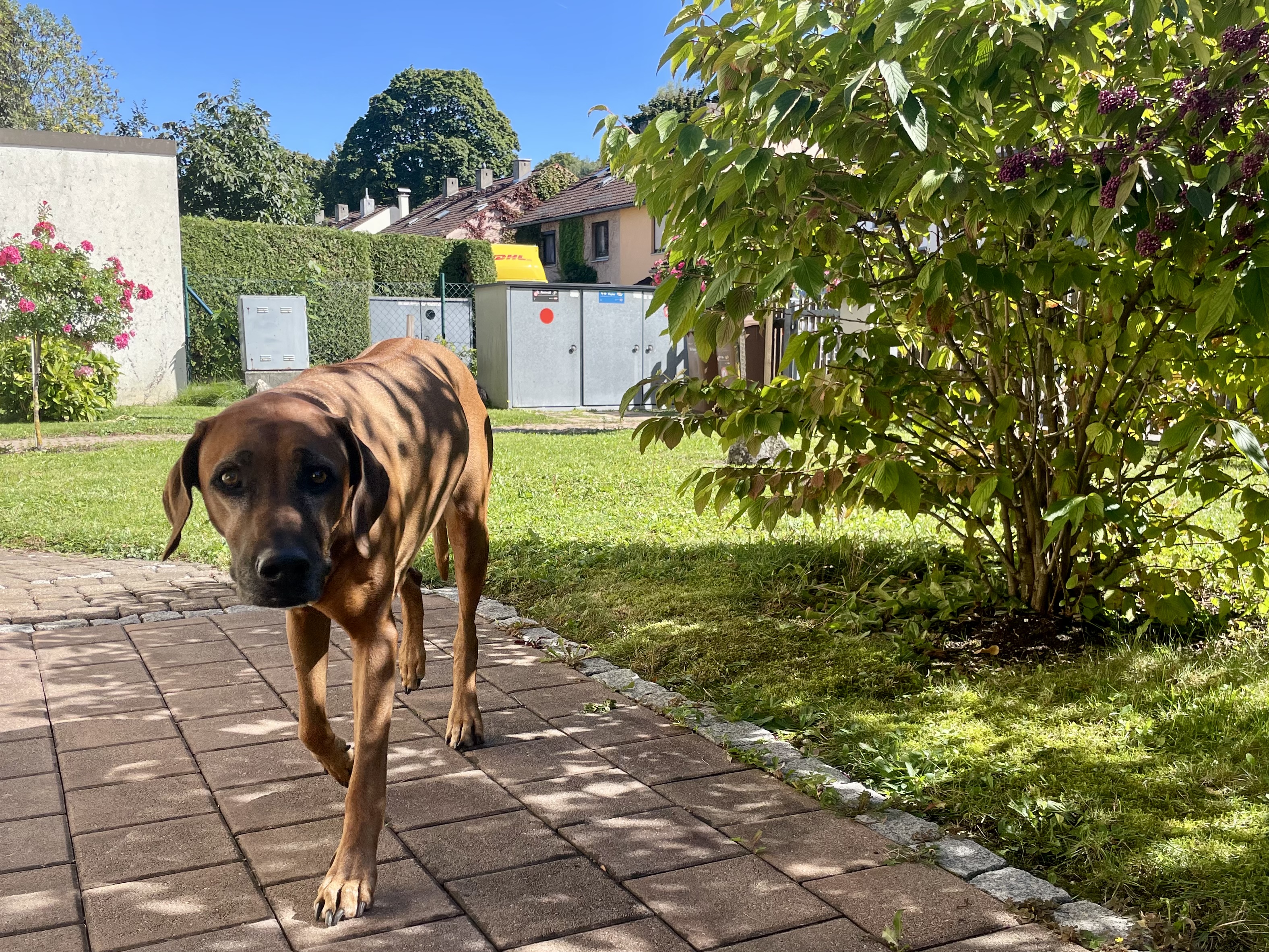 image-18