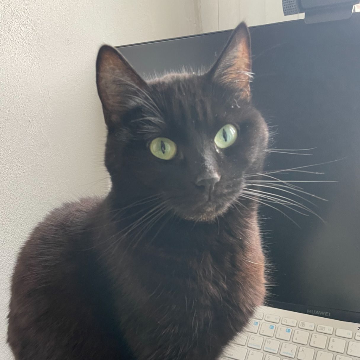 Bagheera