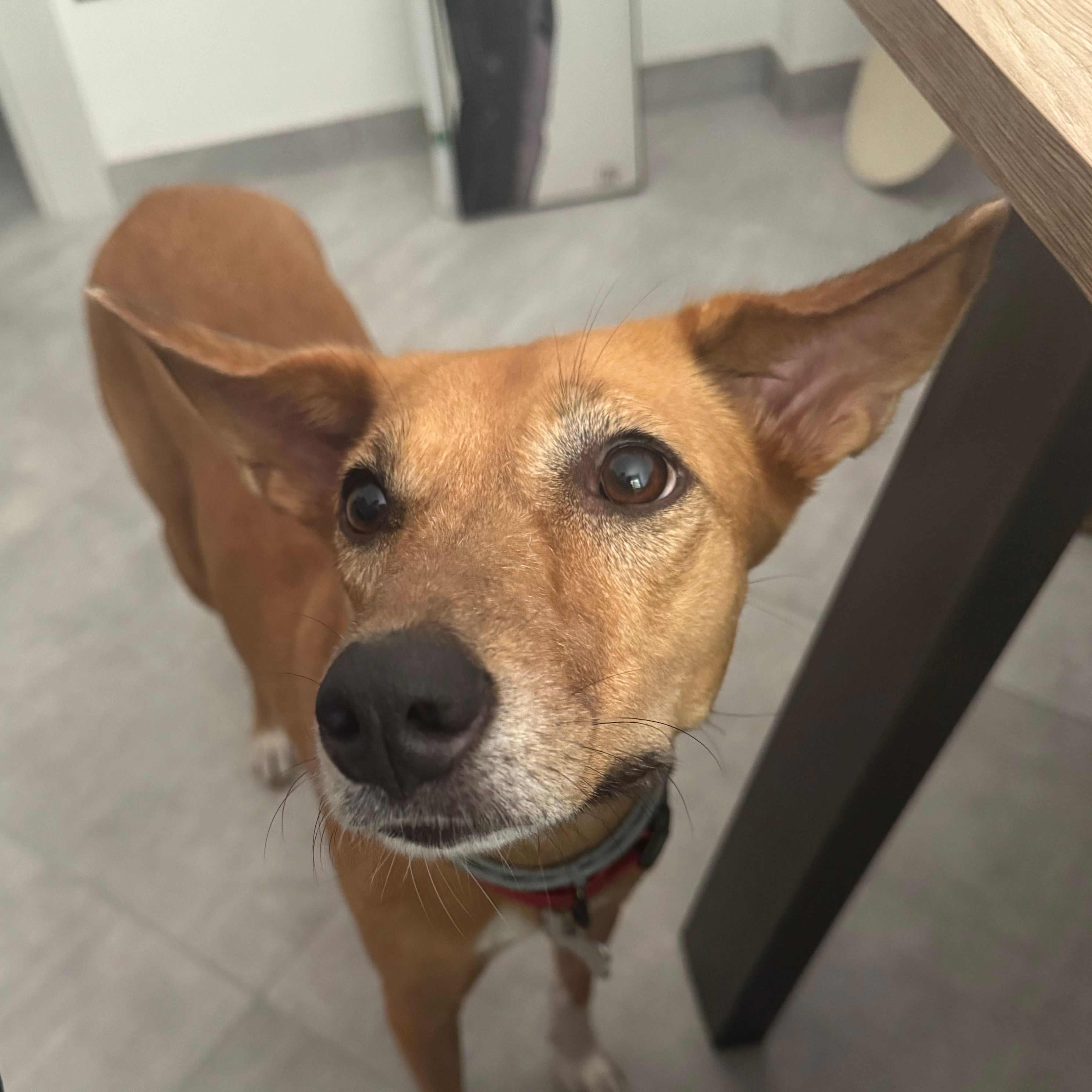 Leila