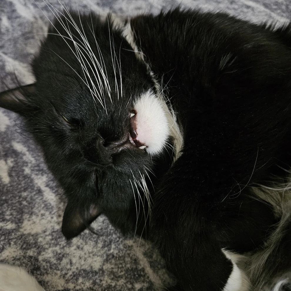 Leo