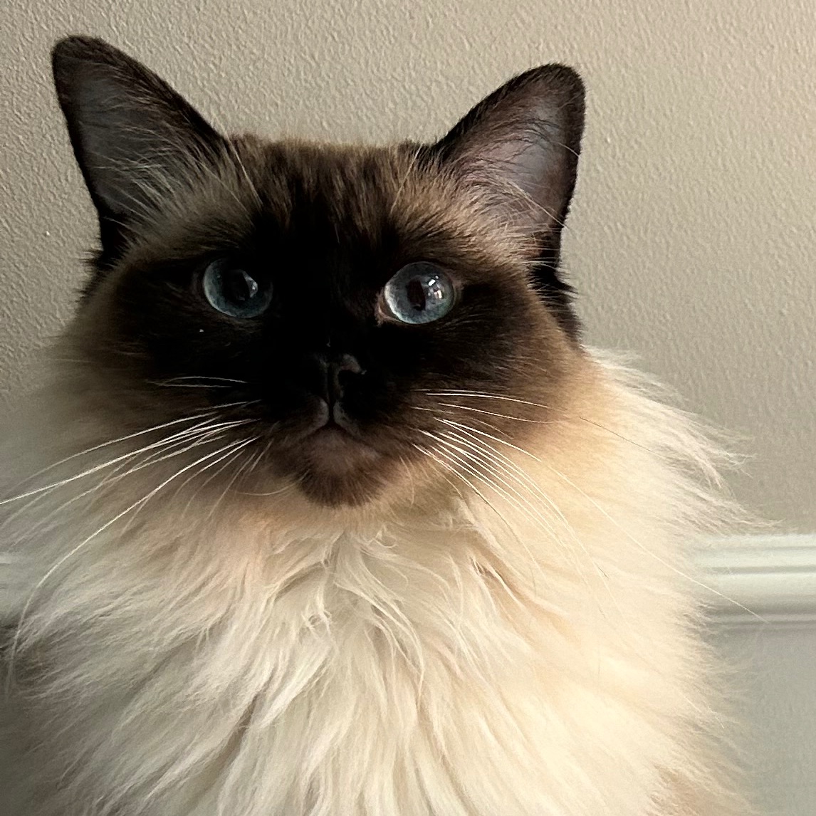 Dolly