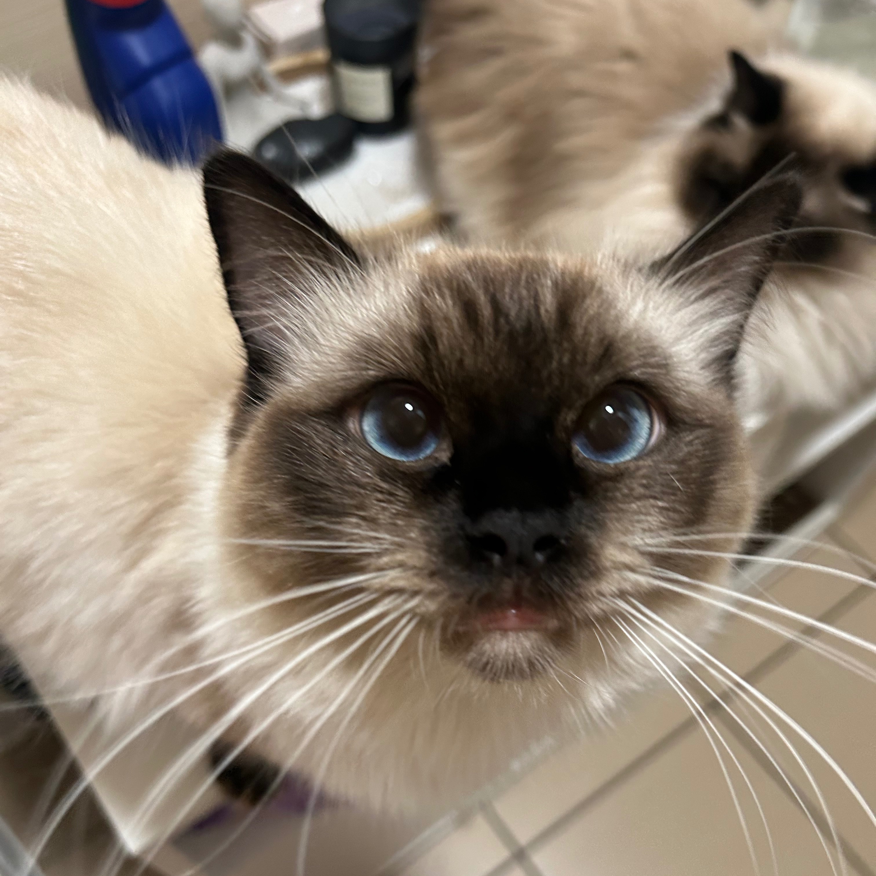 Daphne
