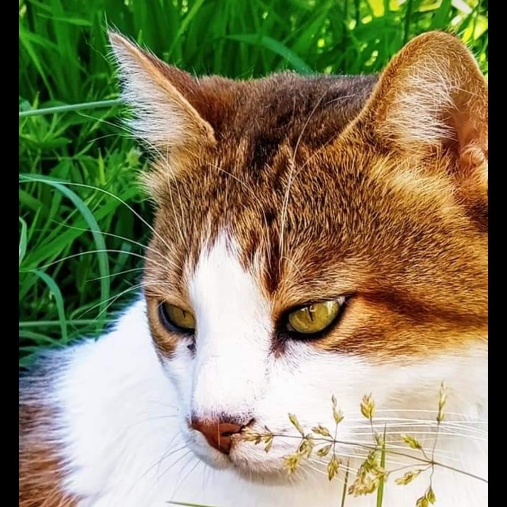 Dunky