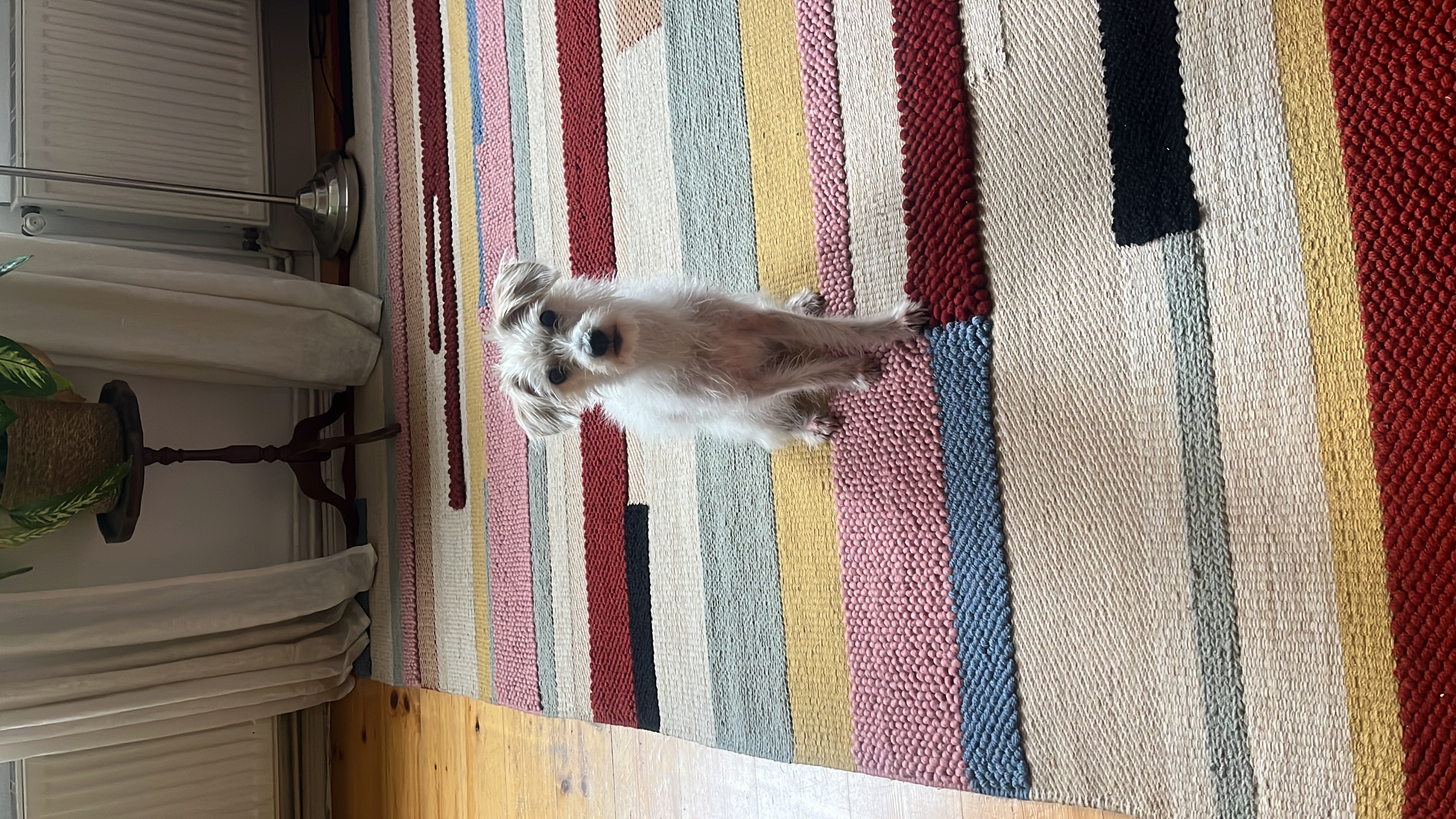 image-7