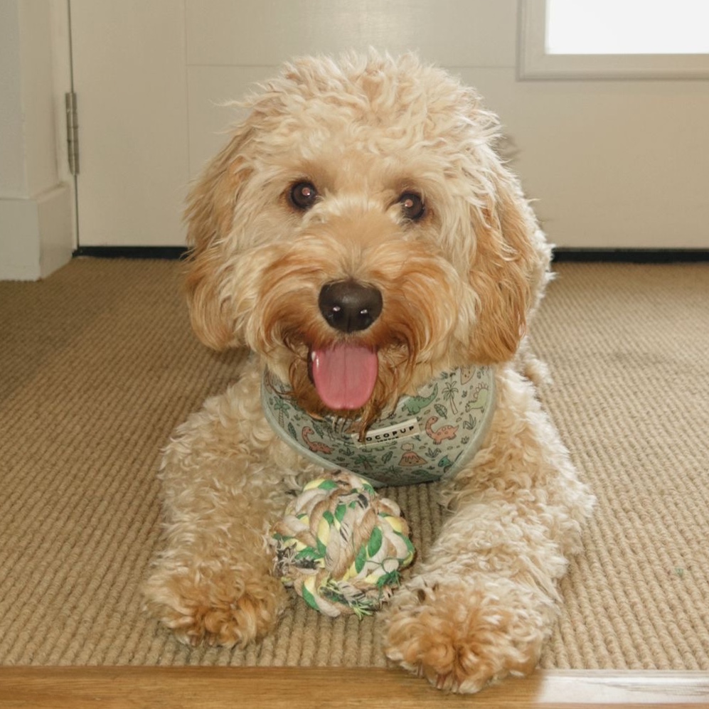 Truffle