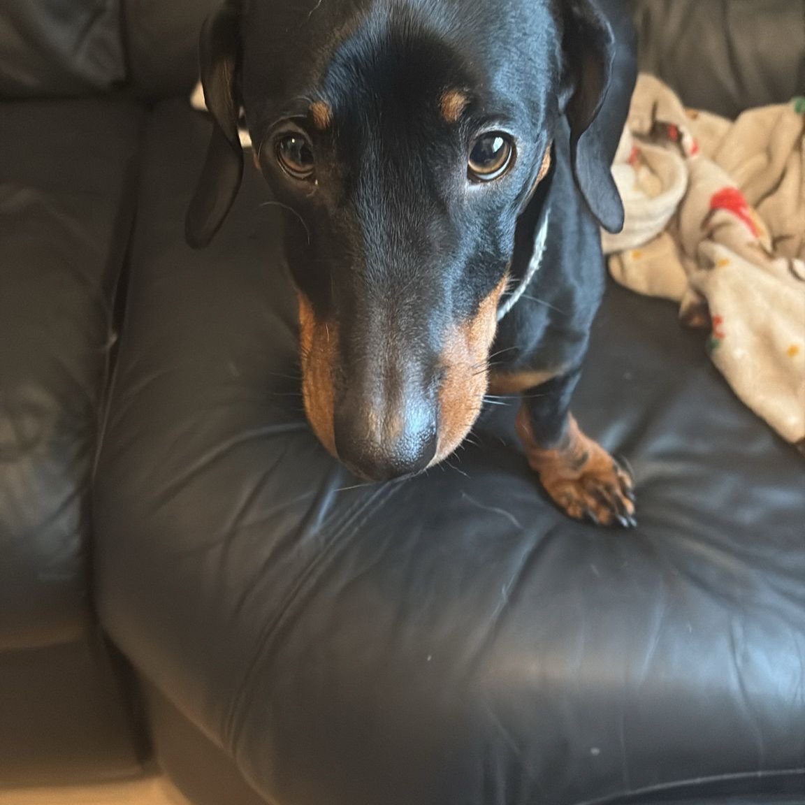 Ellie