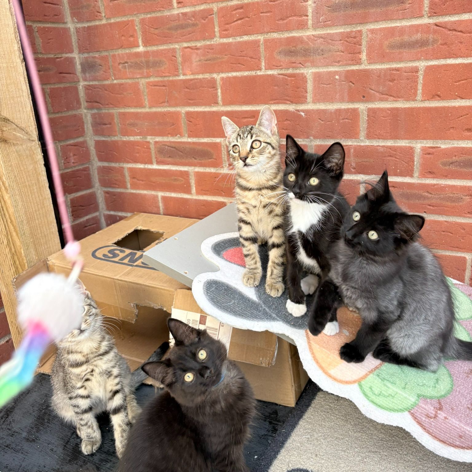 Limpopo and kittens