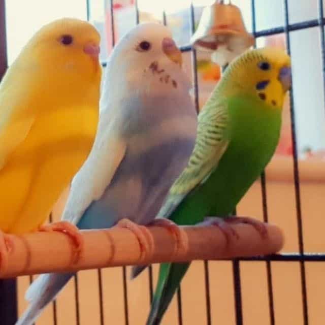 Fidget, elvis, Presley, John and trivolta