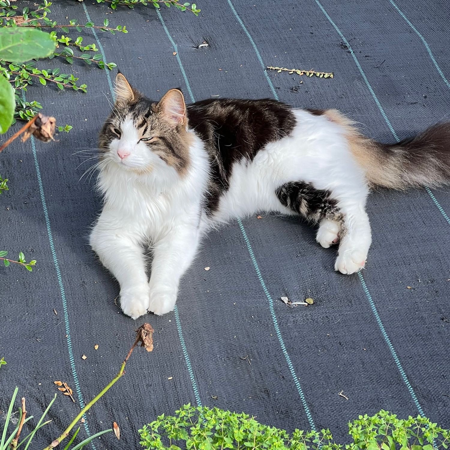 Finley Pokémon the first