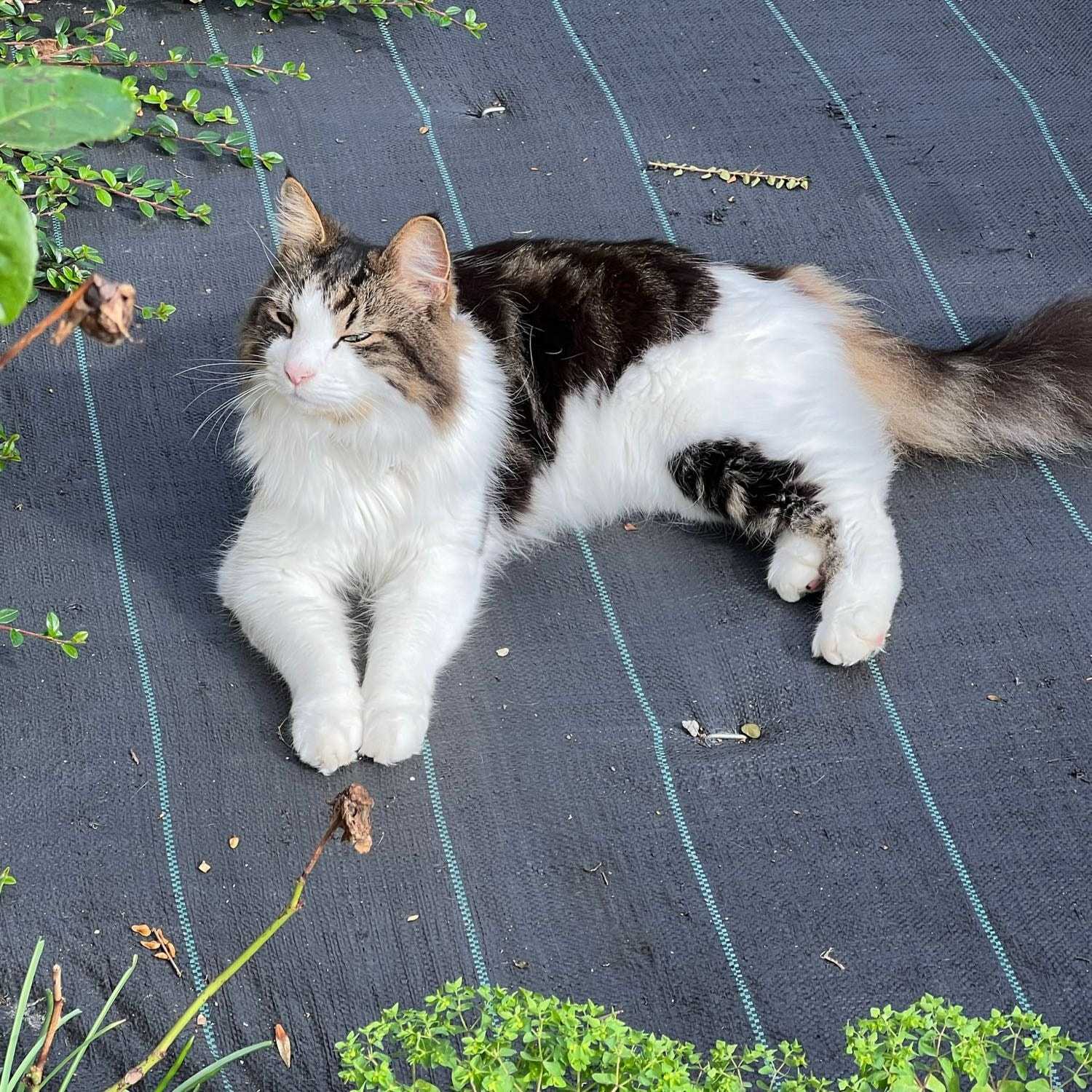 Finley Pokémon the first