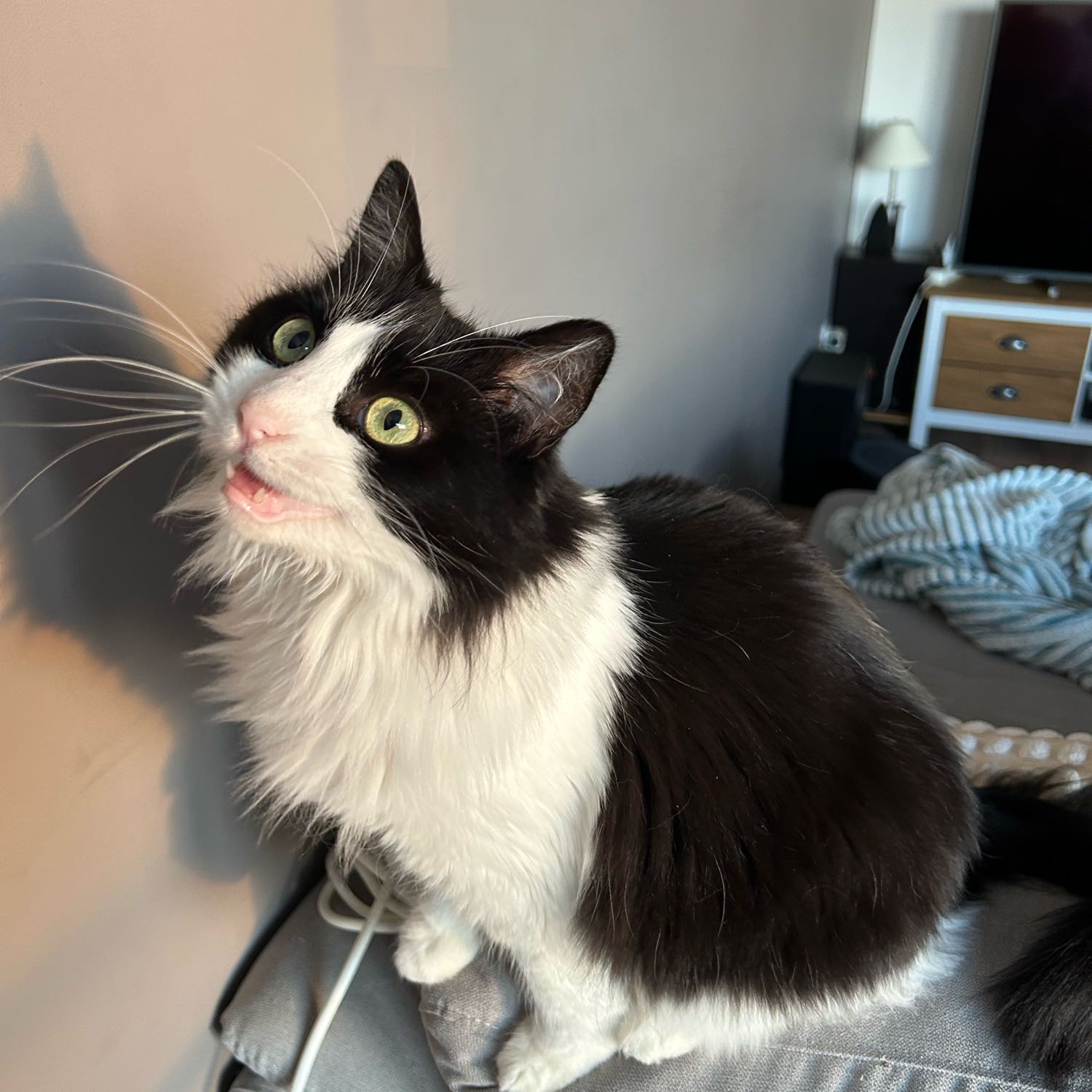 Meeko