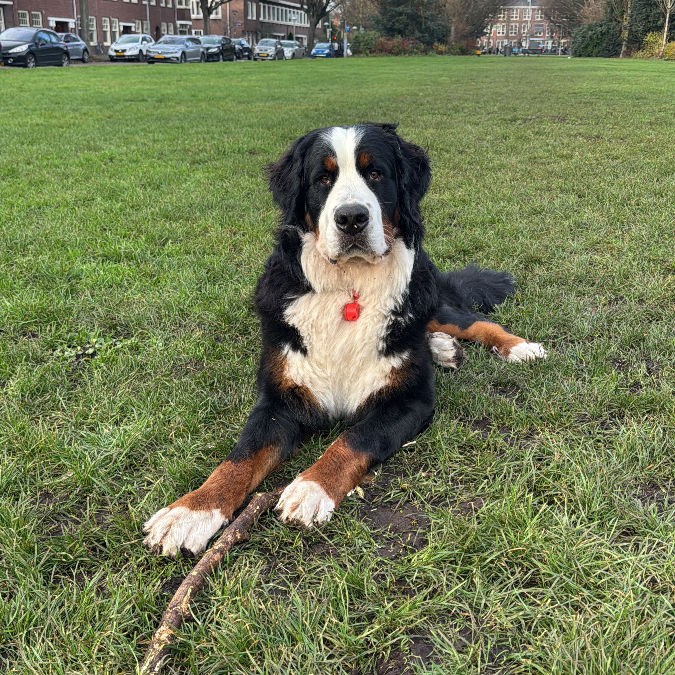 Winston