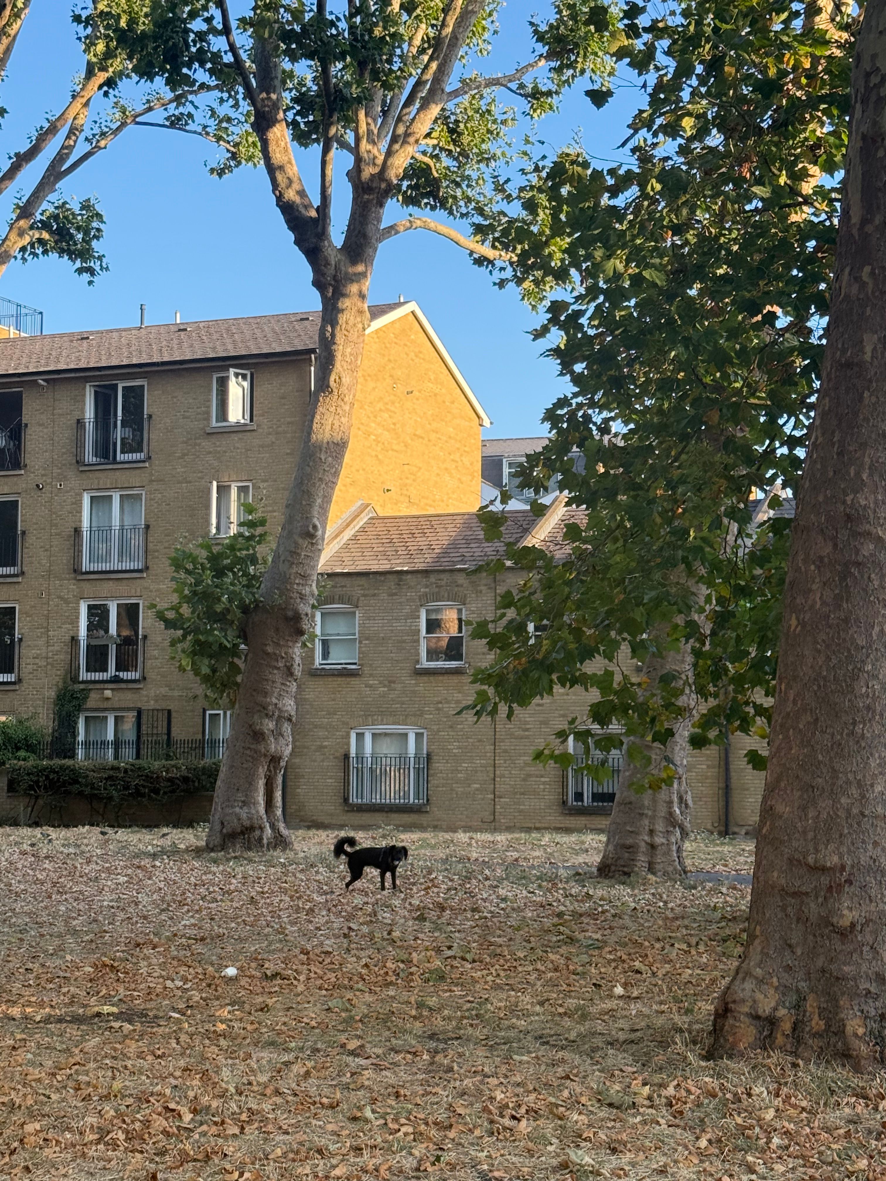 image-15