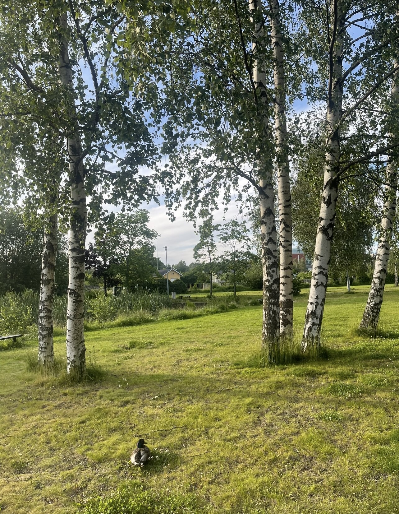 image-17