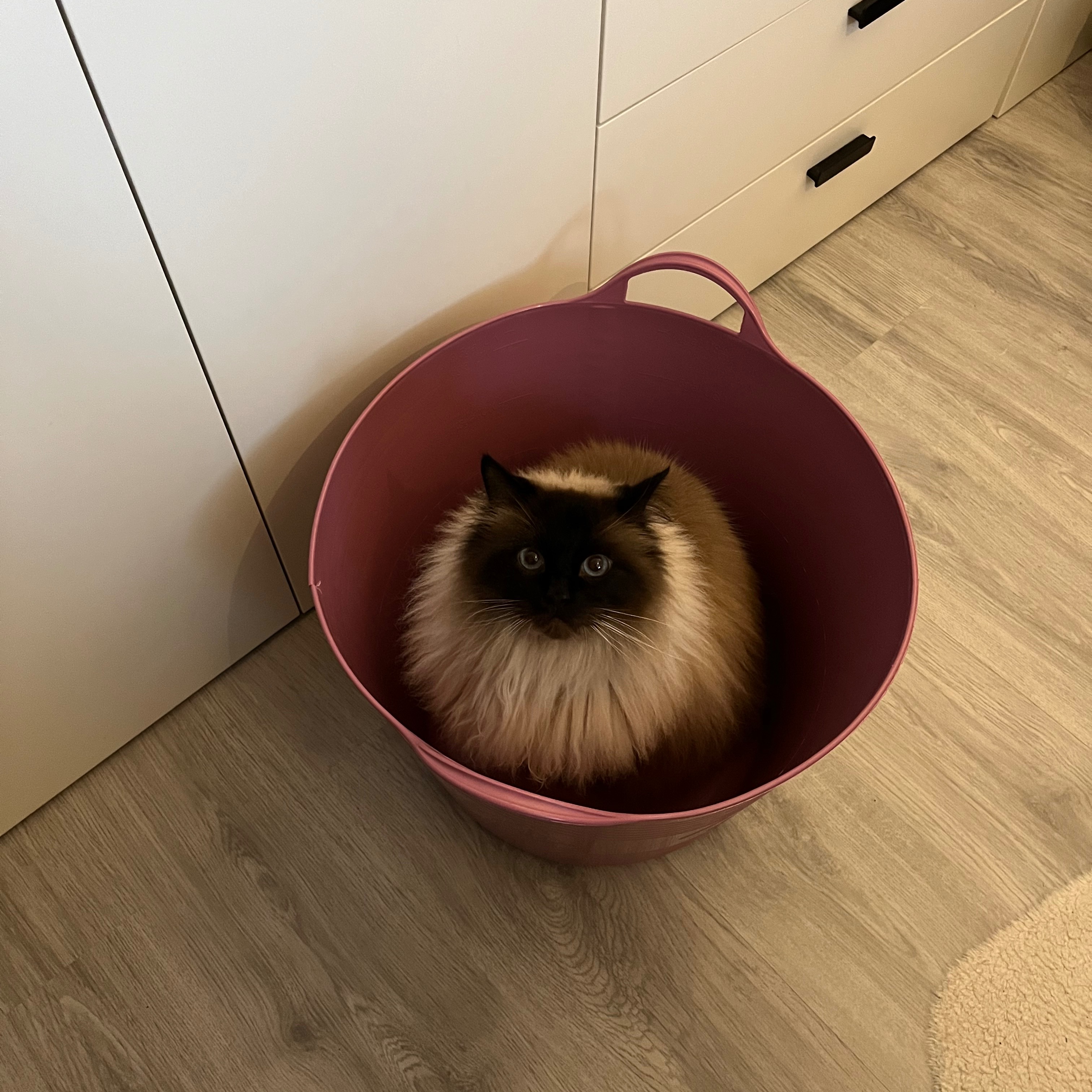 Oliver