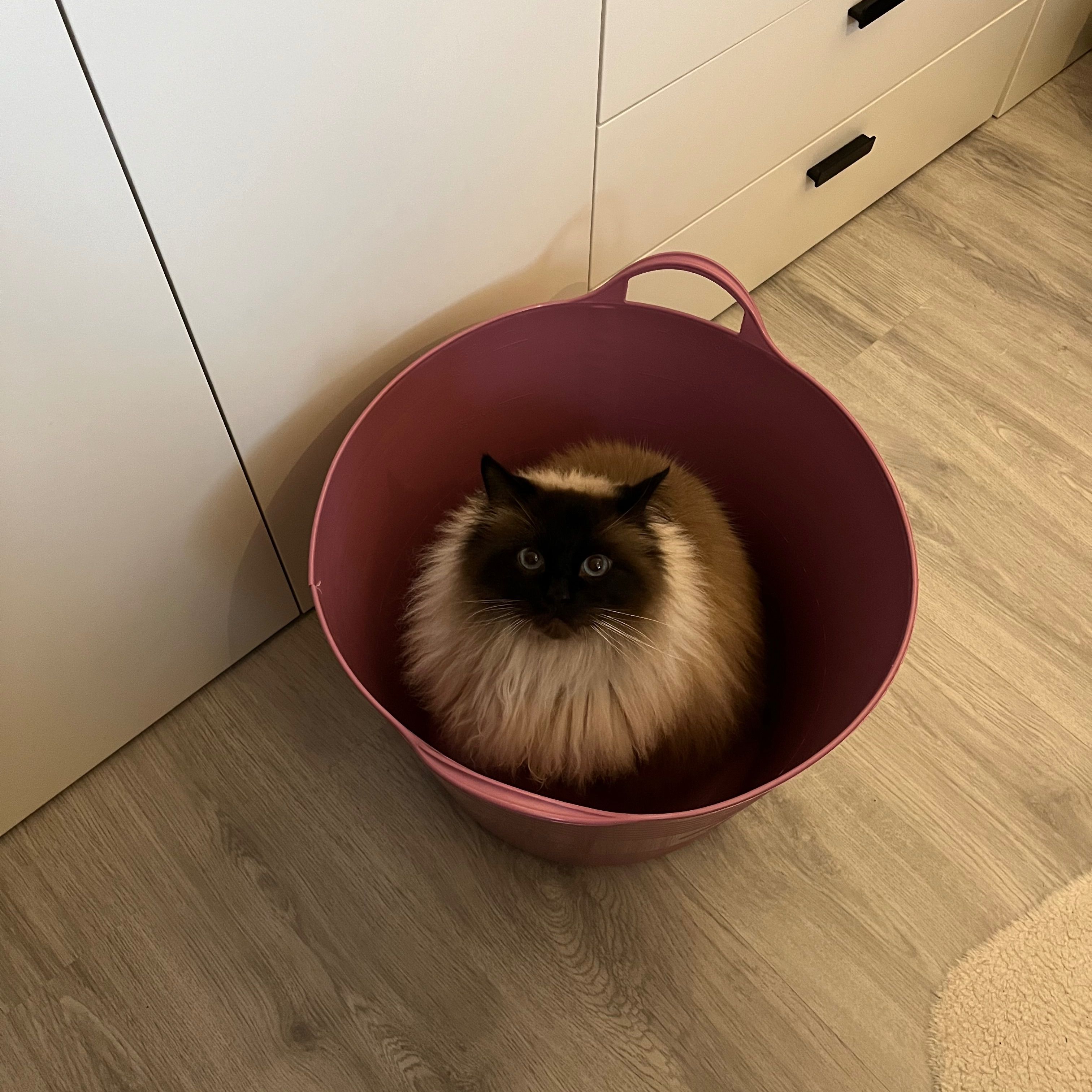 Oliver