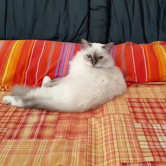 Zahira 