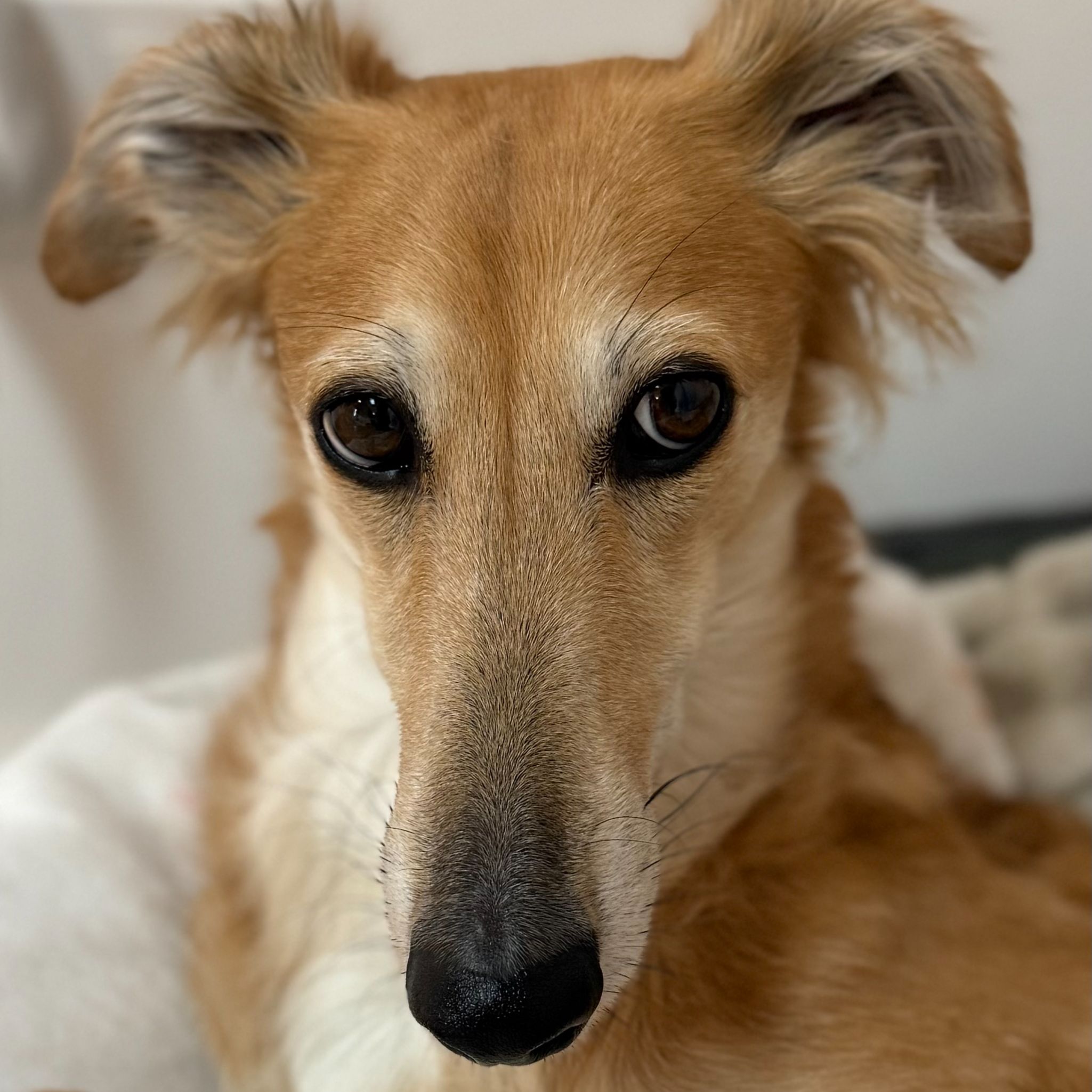 Coco
