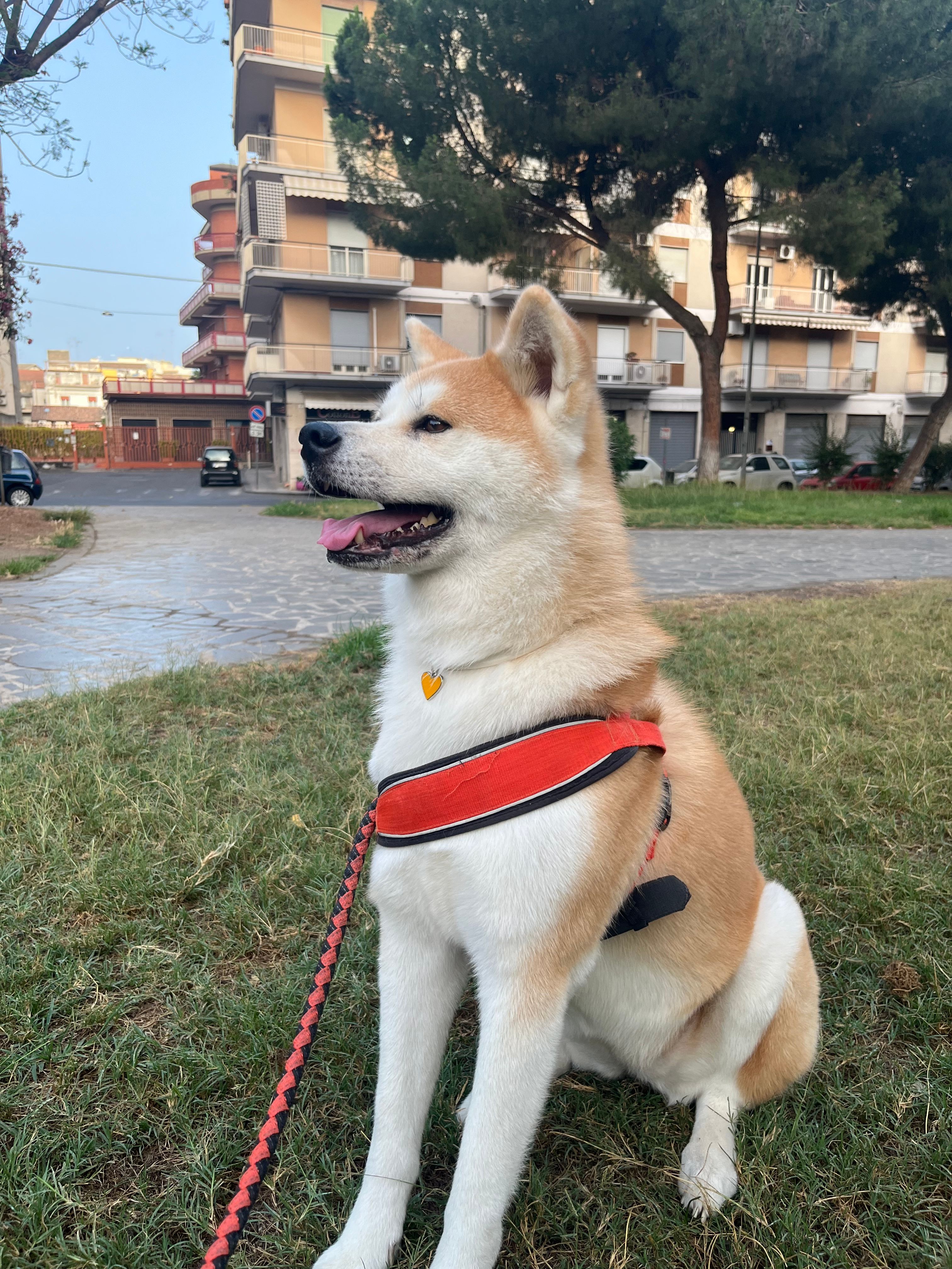 image-7