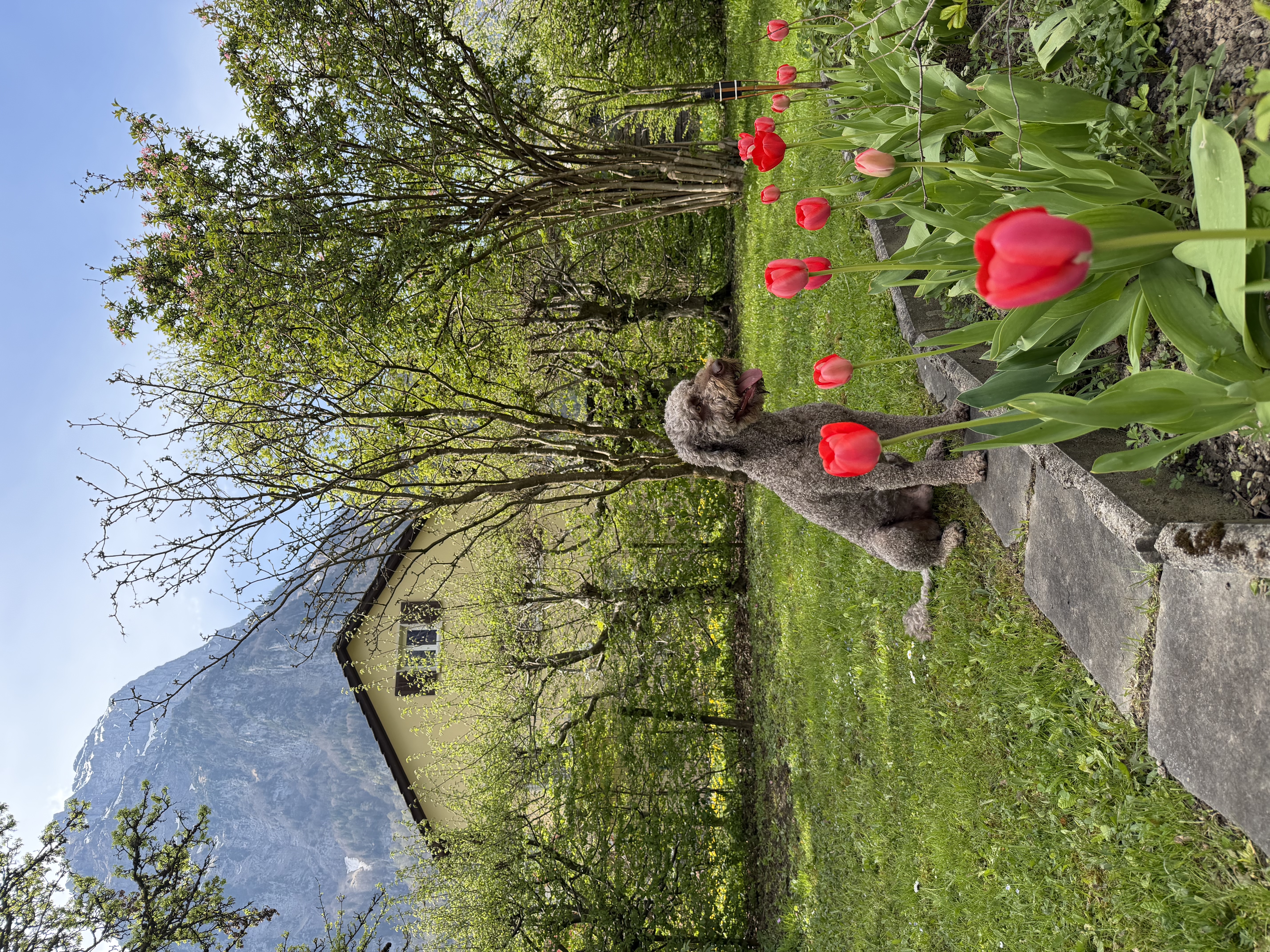 image-17