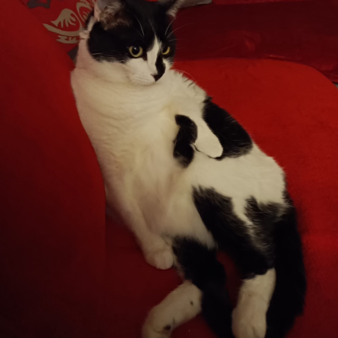 Arya