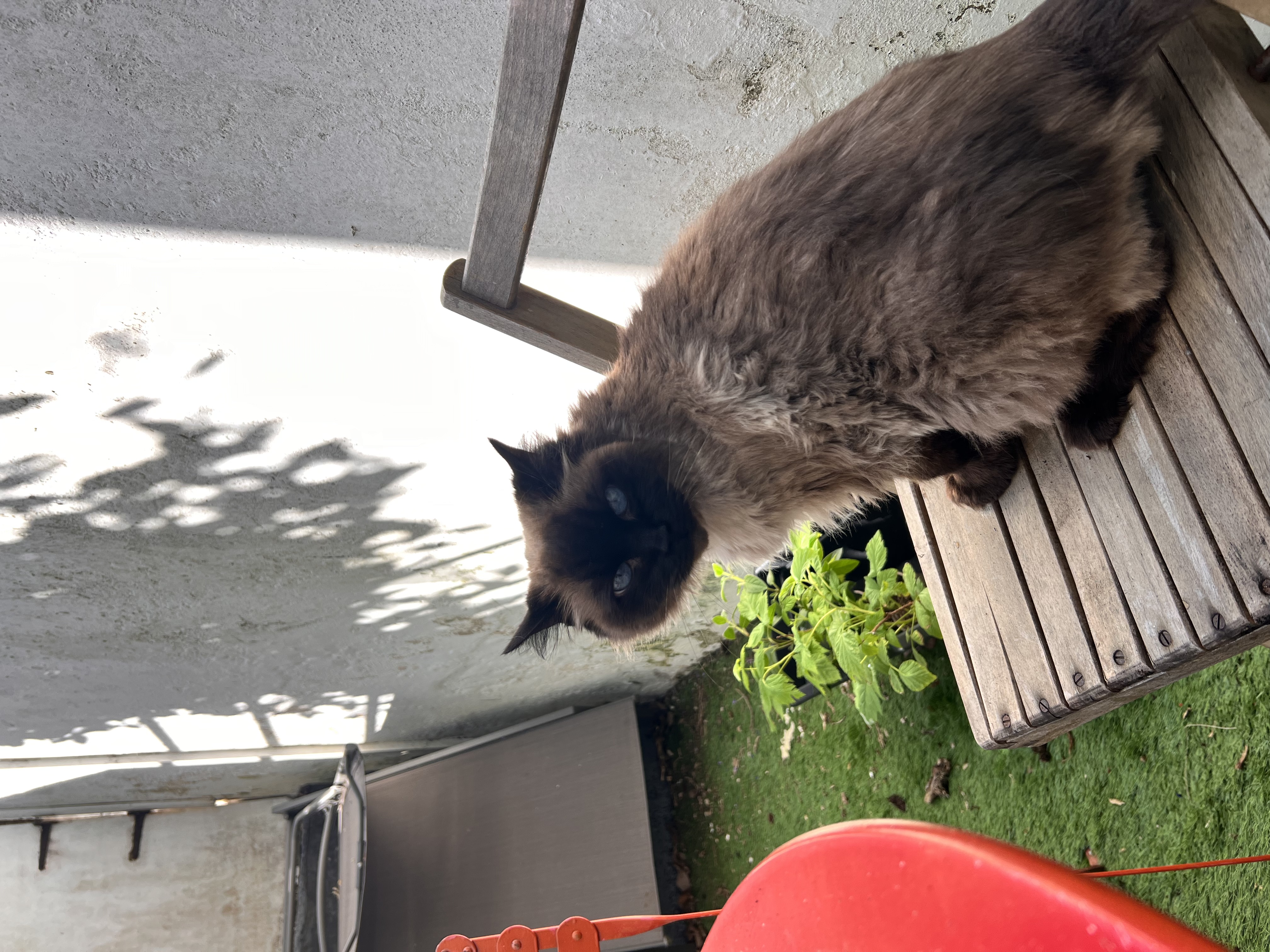 image-7