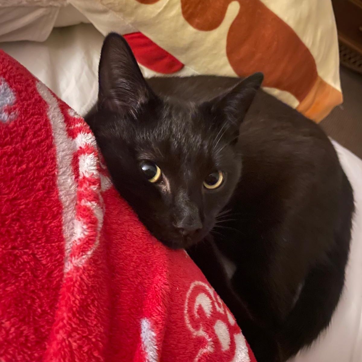 Ninja