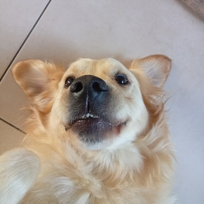 Kieko