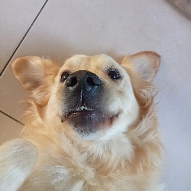Kieko