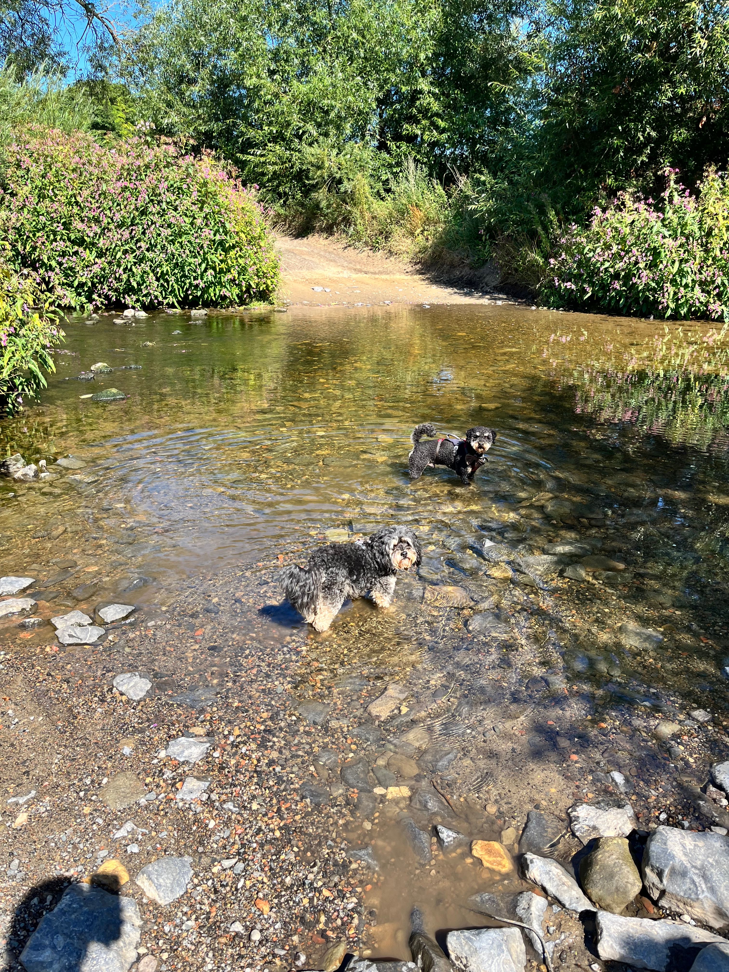 image-8
