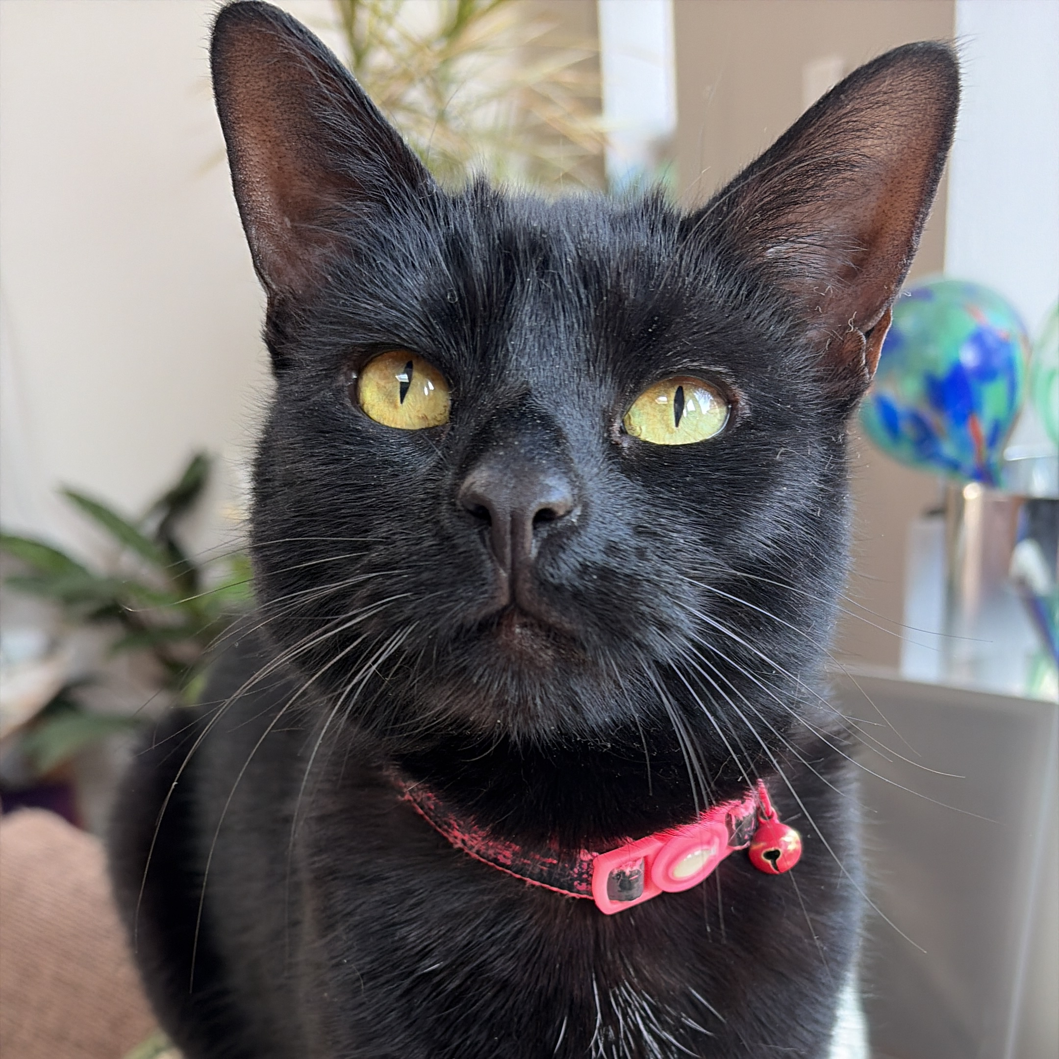 Mog