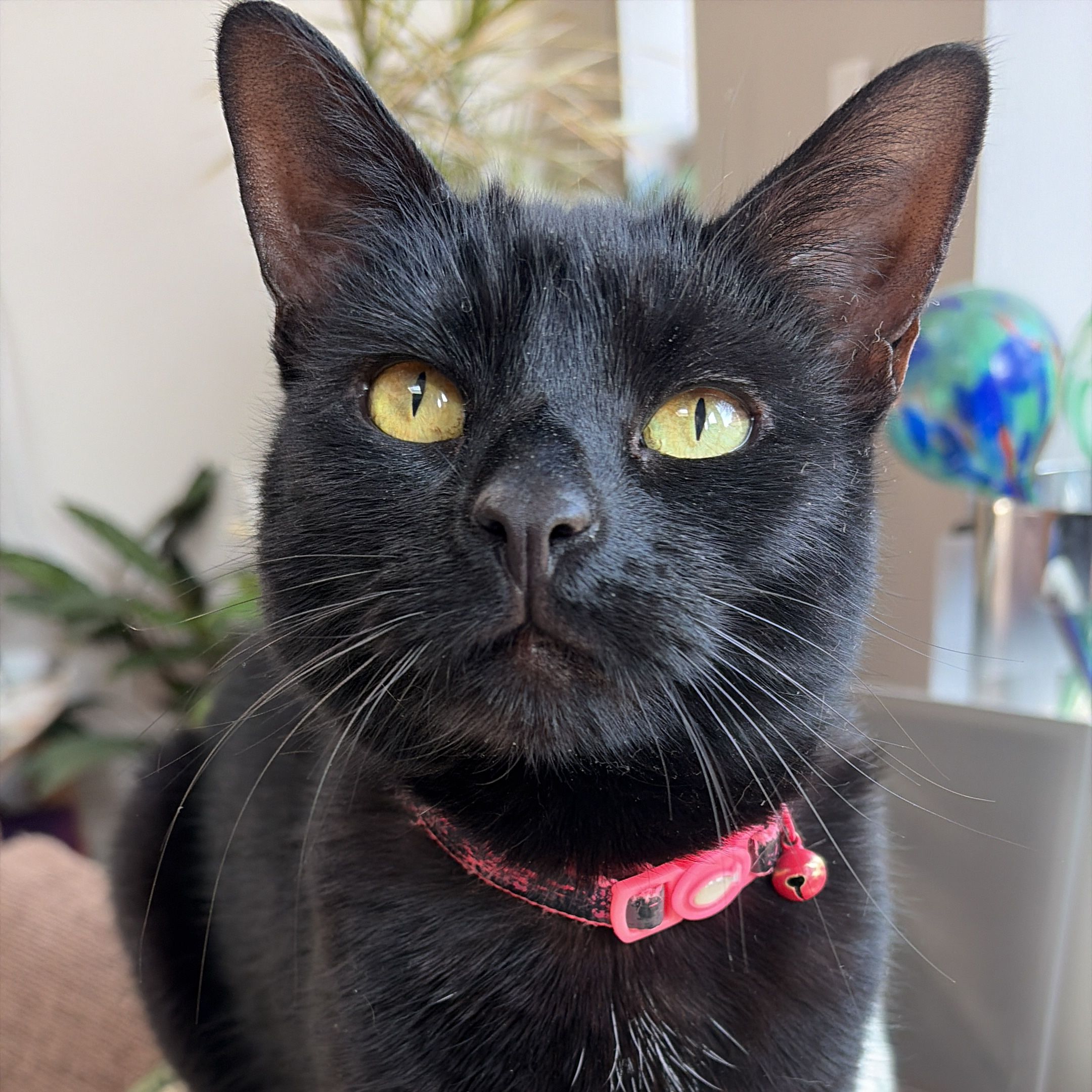 Mog