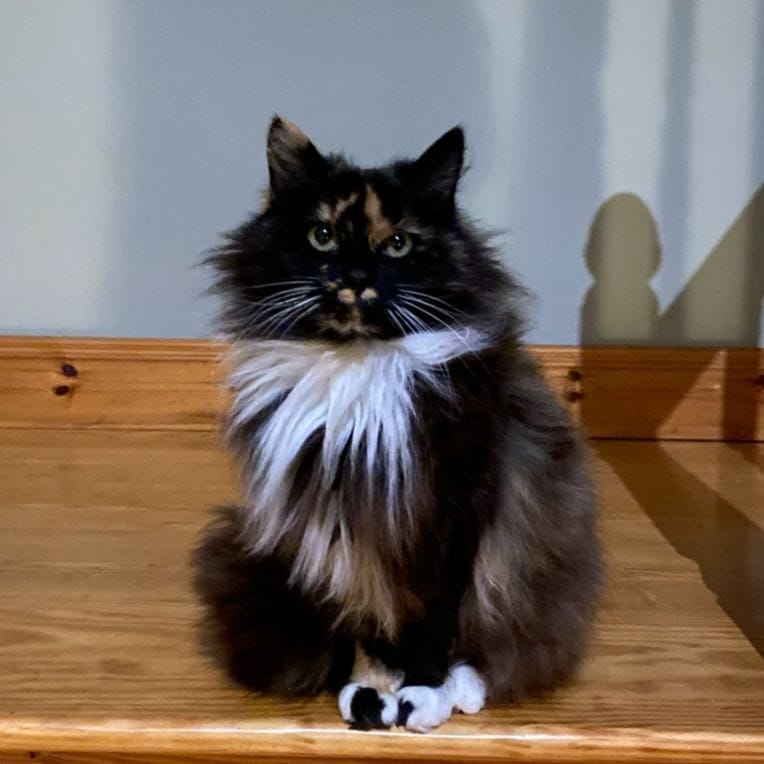 Mittens