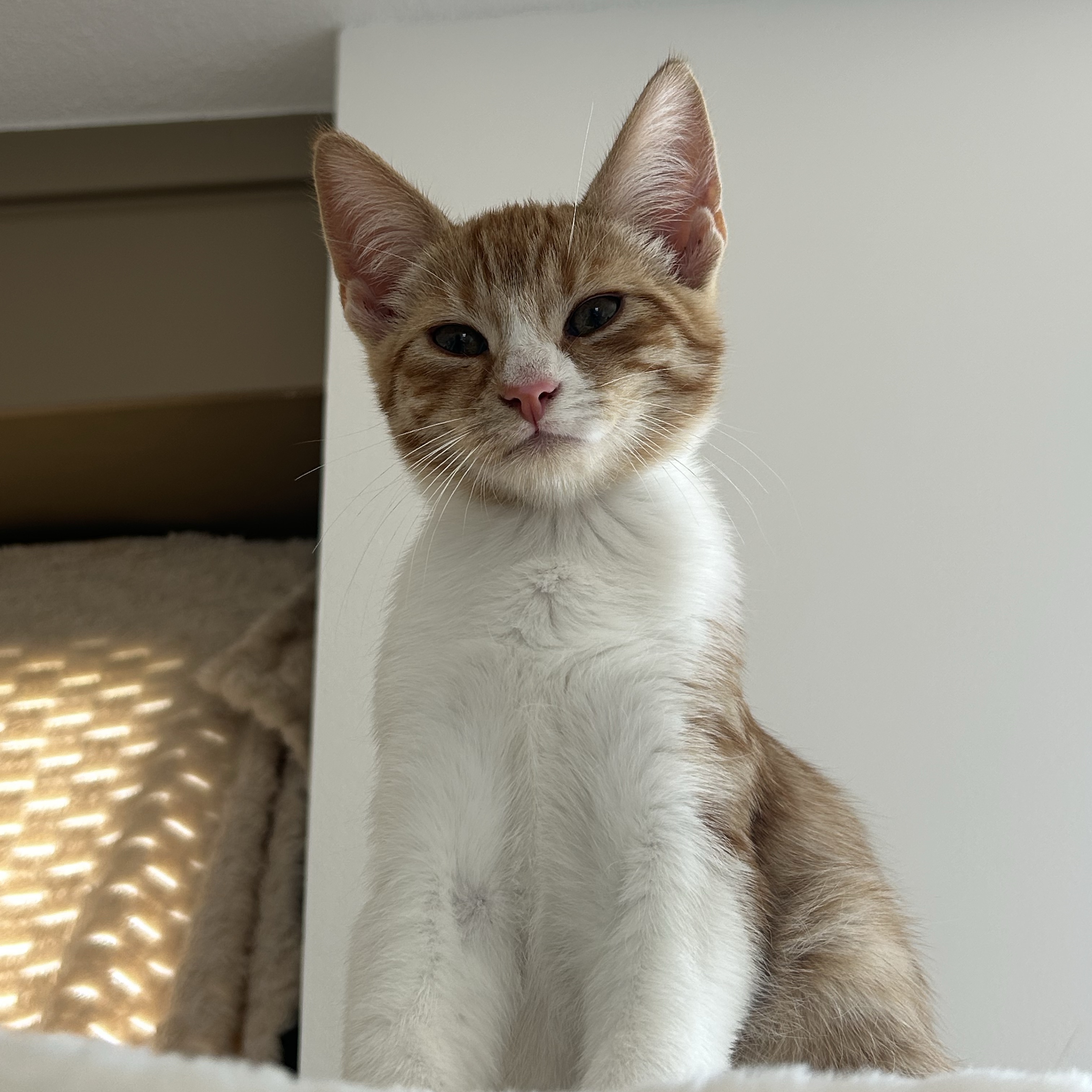 Loki
