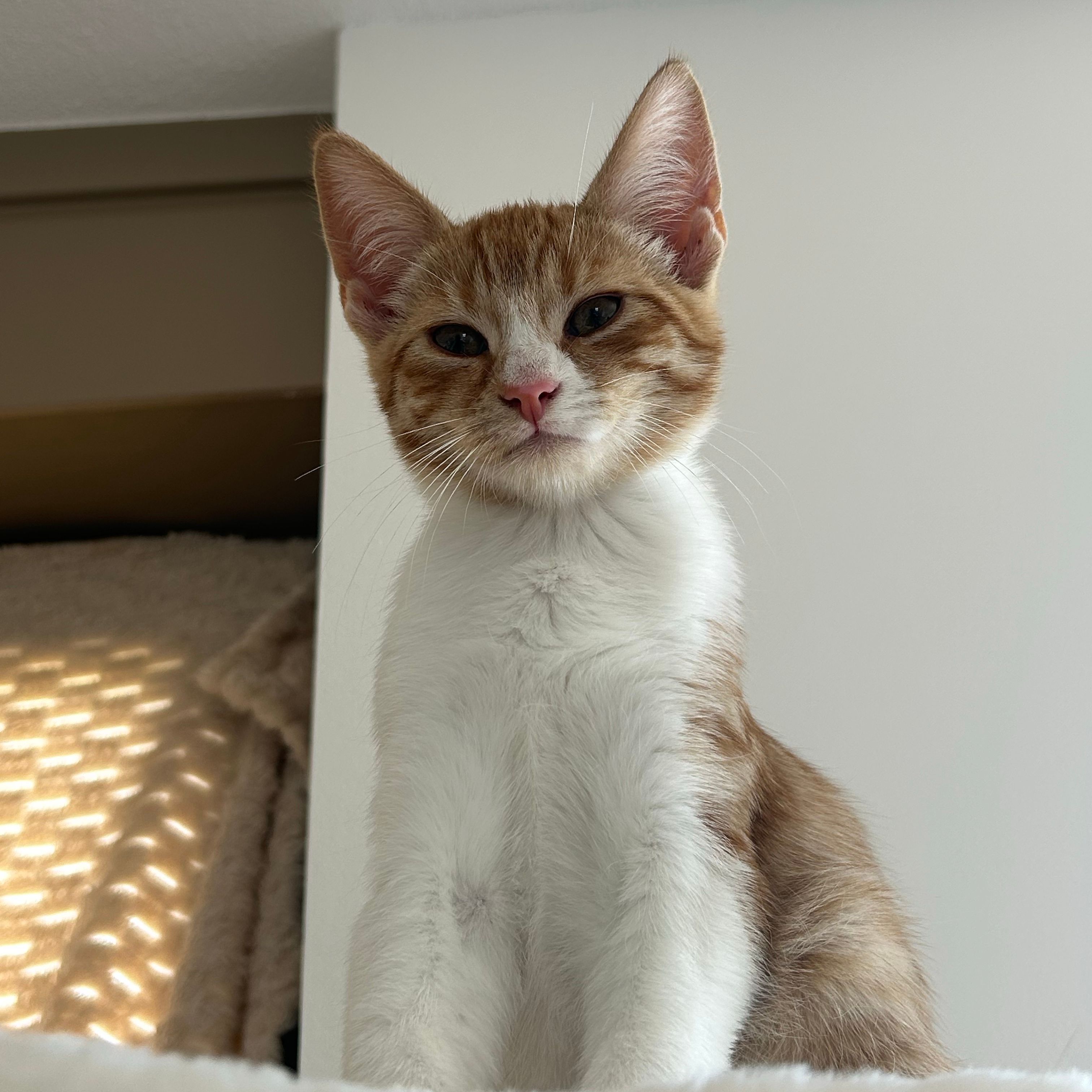 Loki