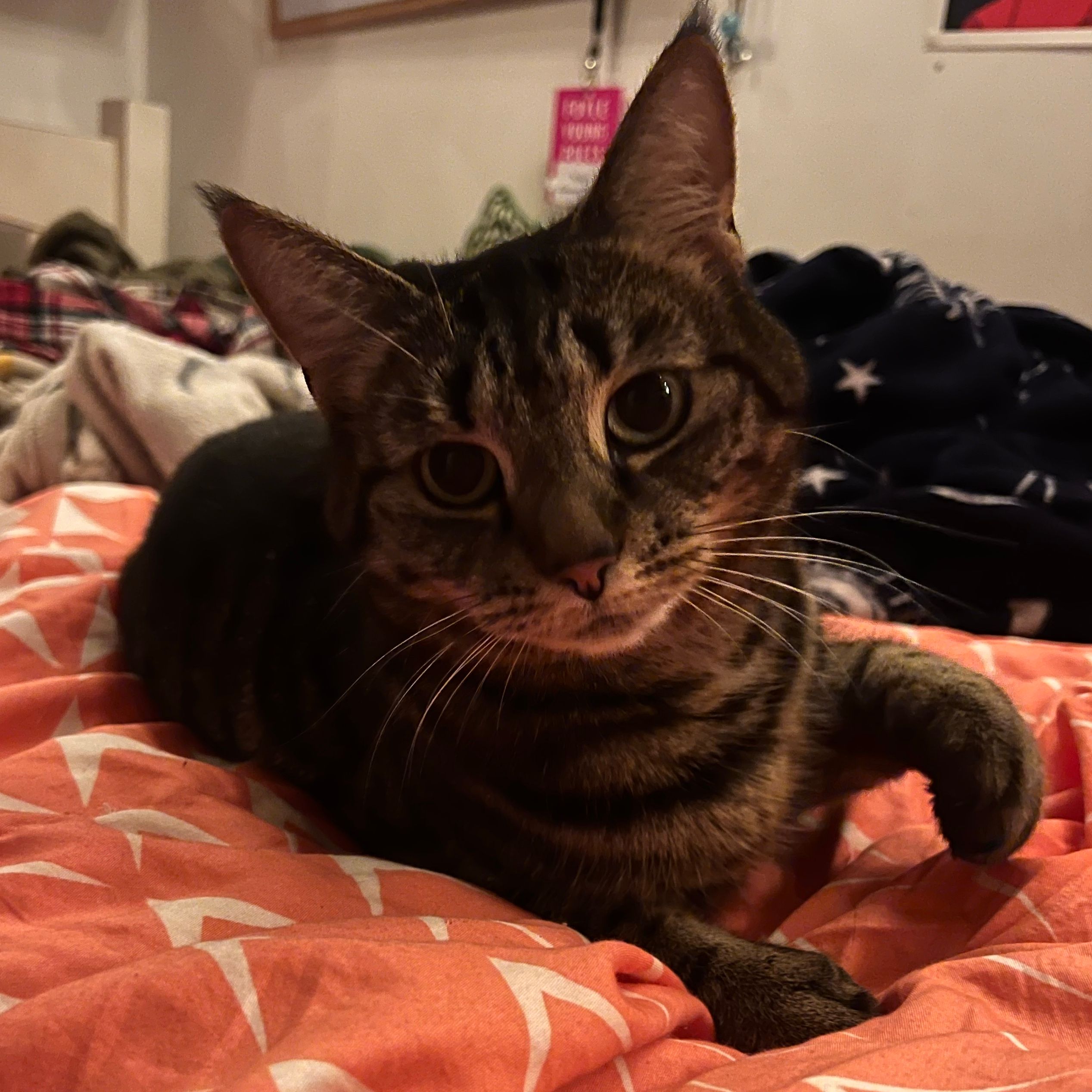 Willow