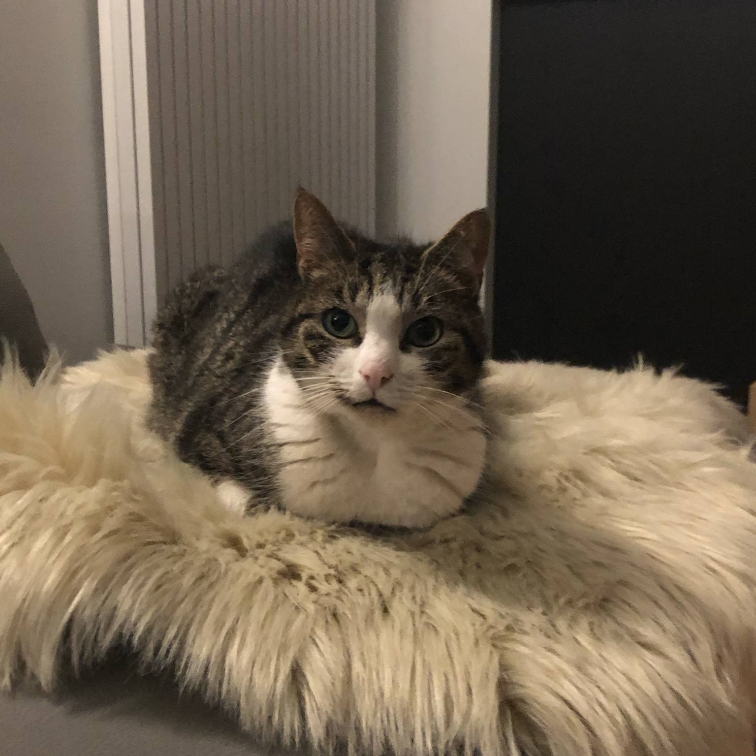 Koda