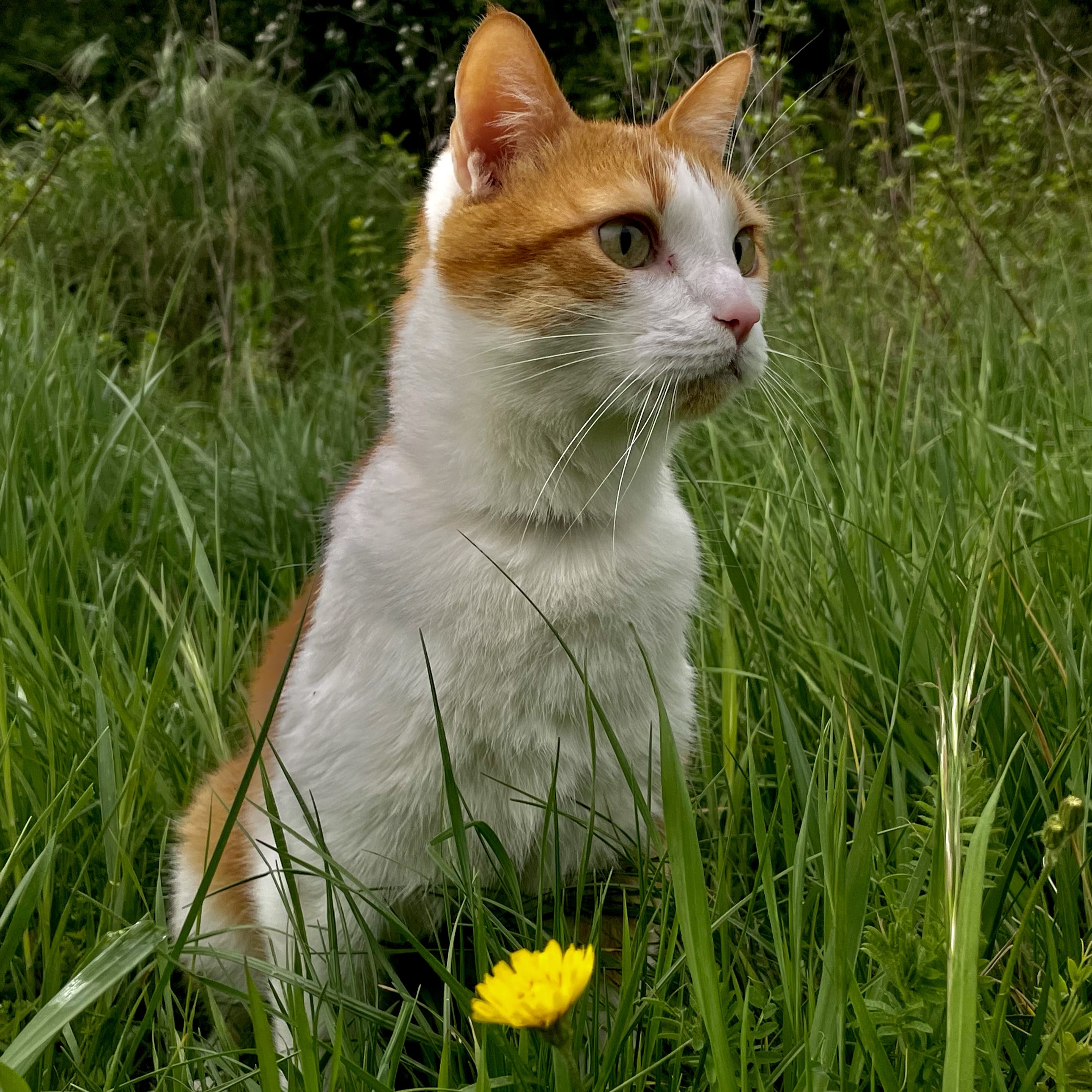 Gizmo