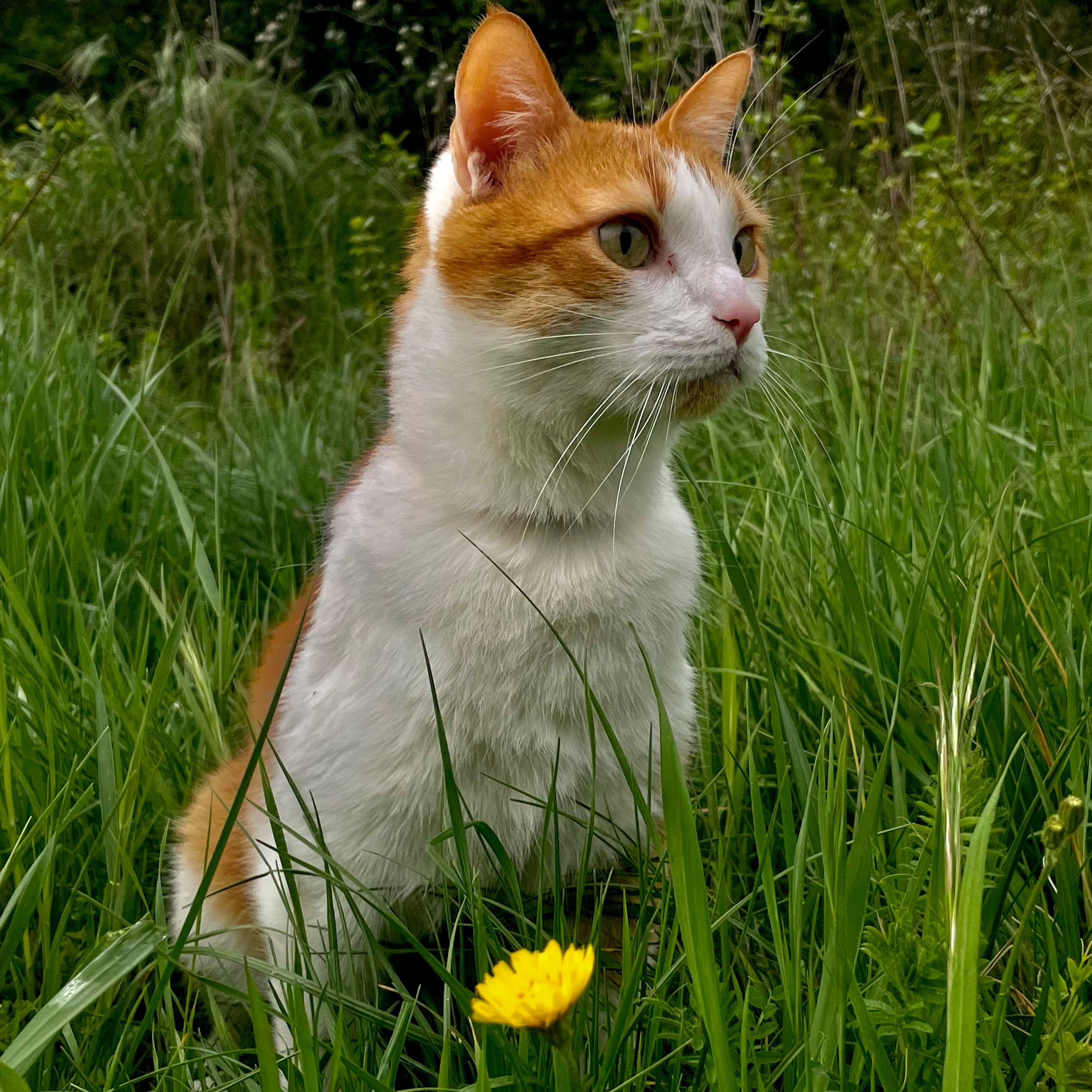 Gizmo