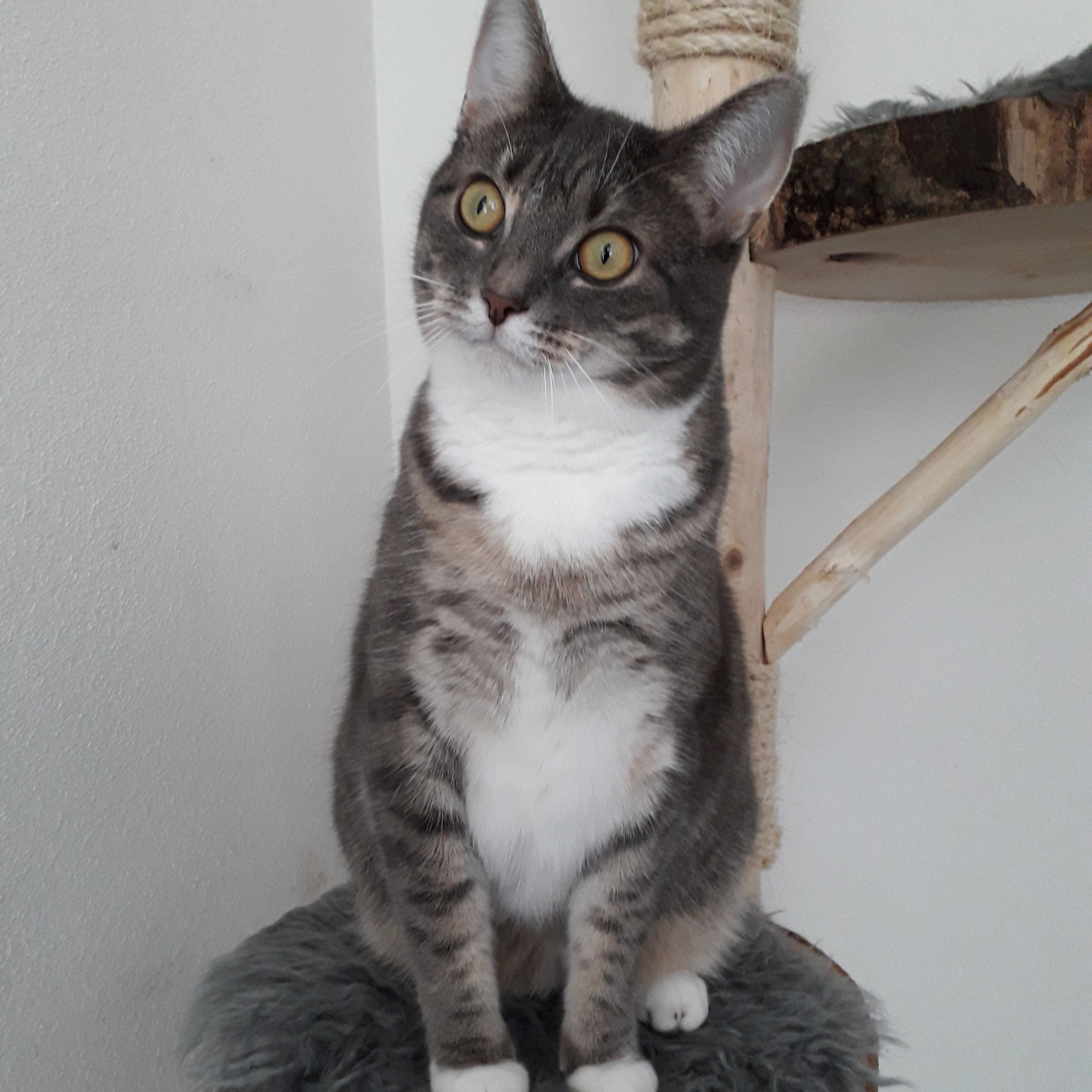Pip